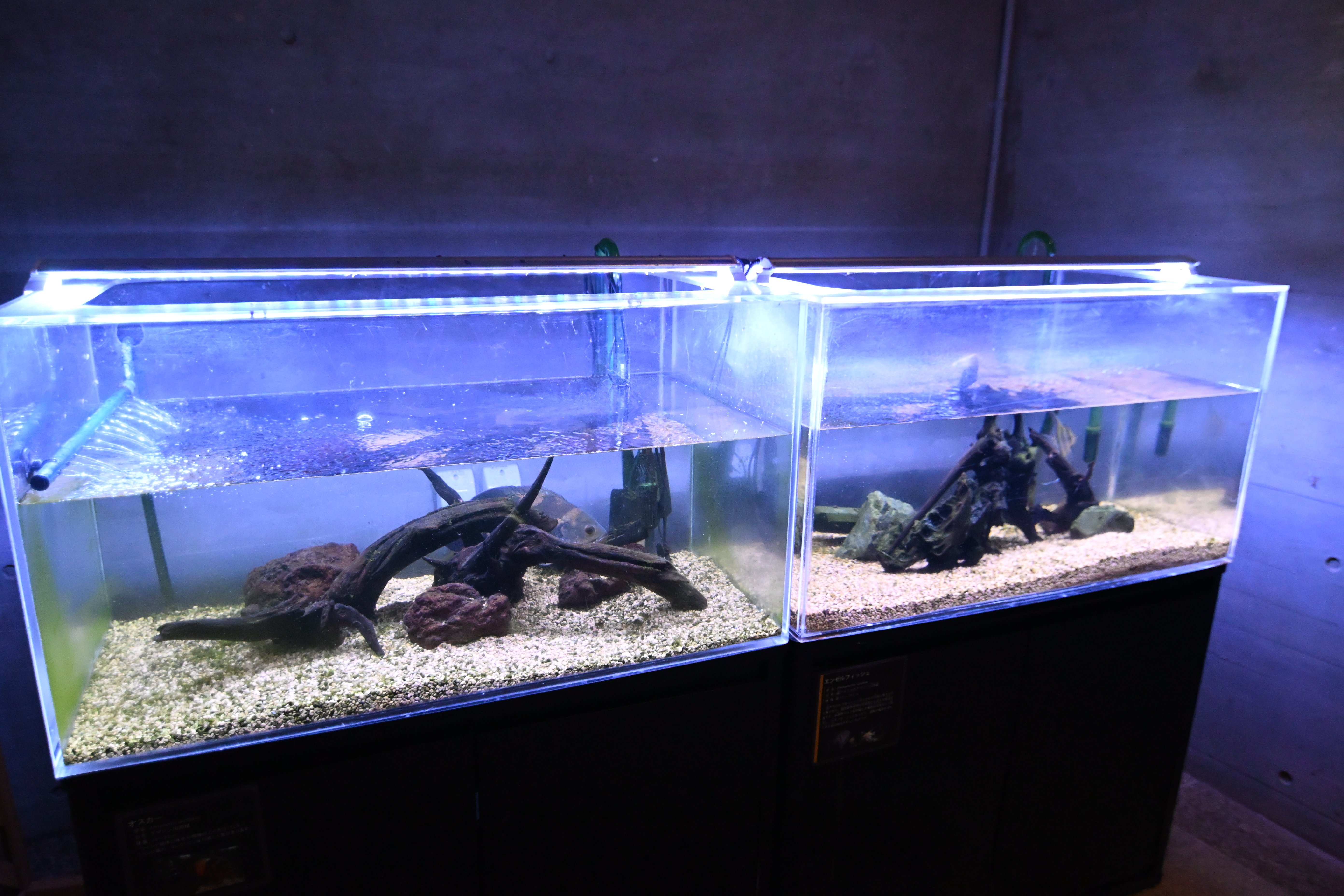 20251214_熱帯ドリームセンター（海洋博公園）【Nikon Z50IIと水族館