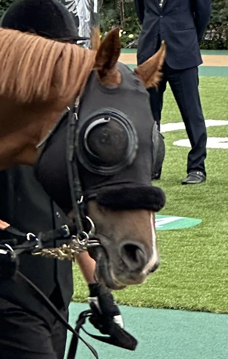 みようね、競馬を｜日記