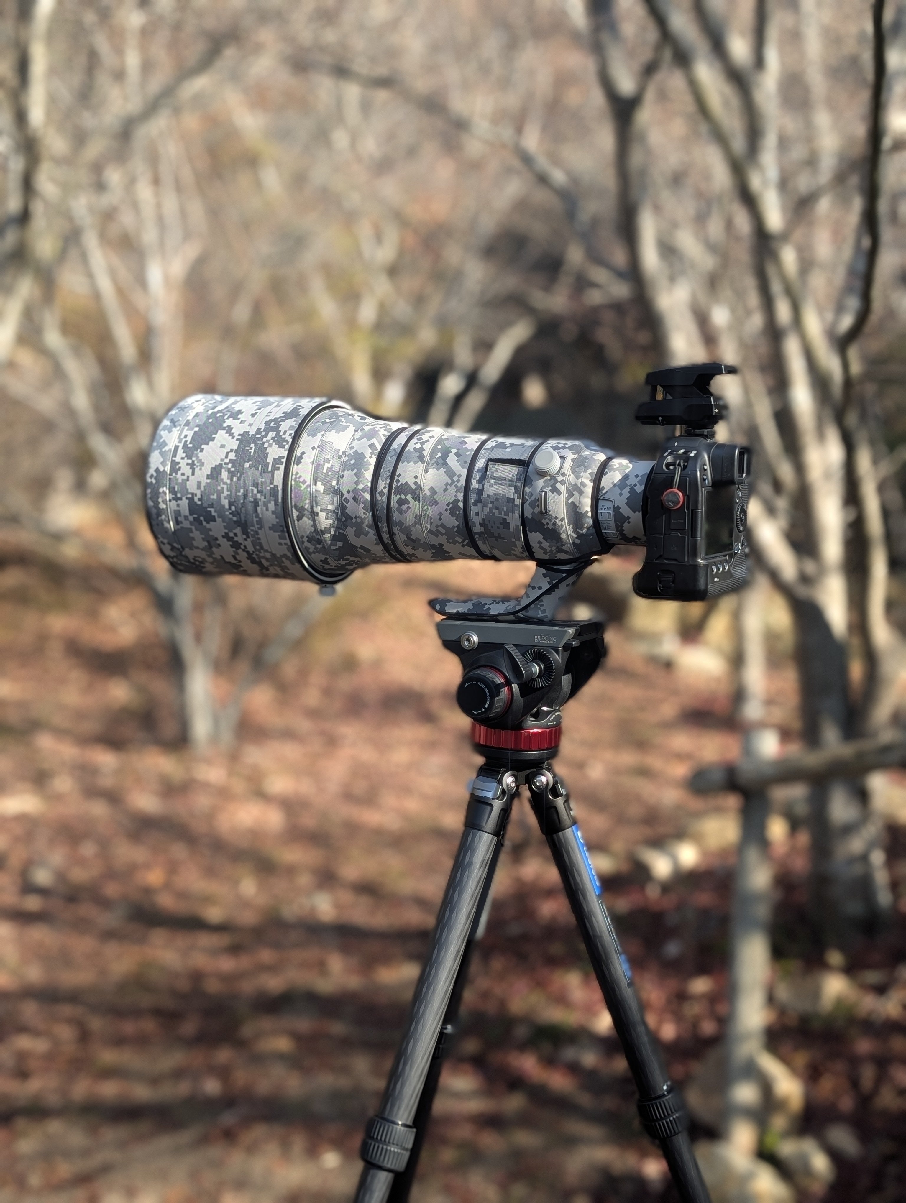 MFT使いがEOS R3とヨンニッパを借りることができたので野鳥撮影してき