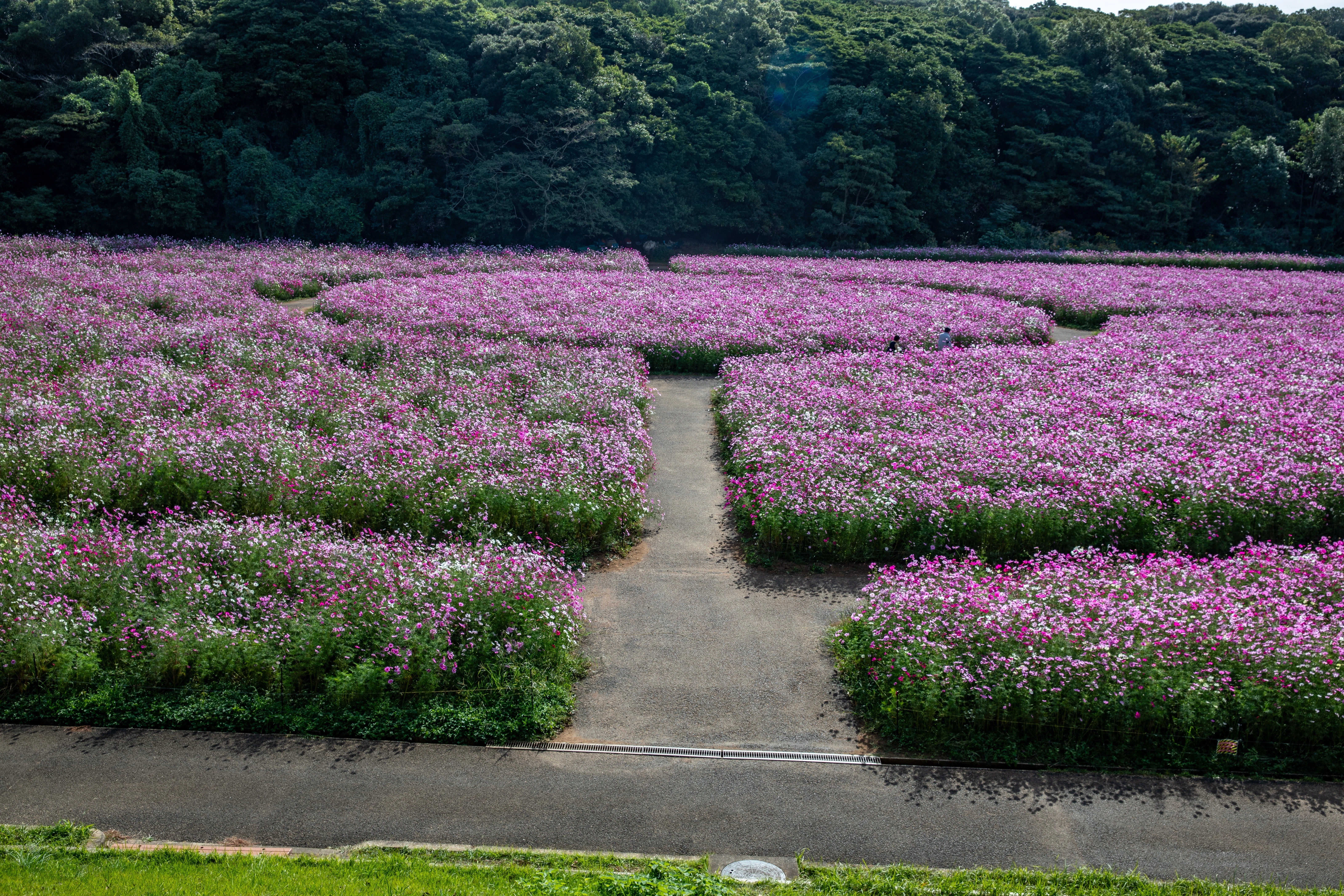 九十九島(西海国立公園)｜Zenpaku