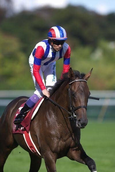 ヴィクトワールピサ｜BarracudaKing