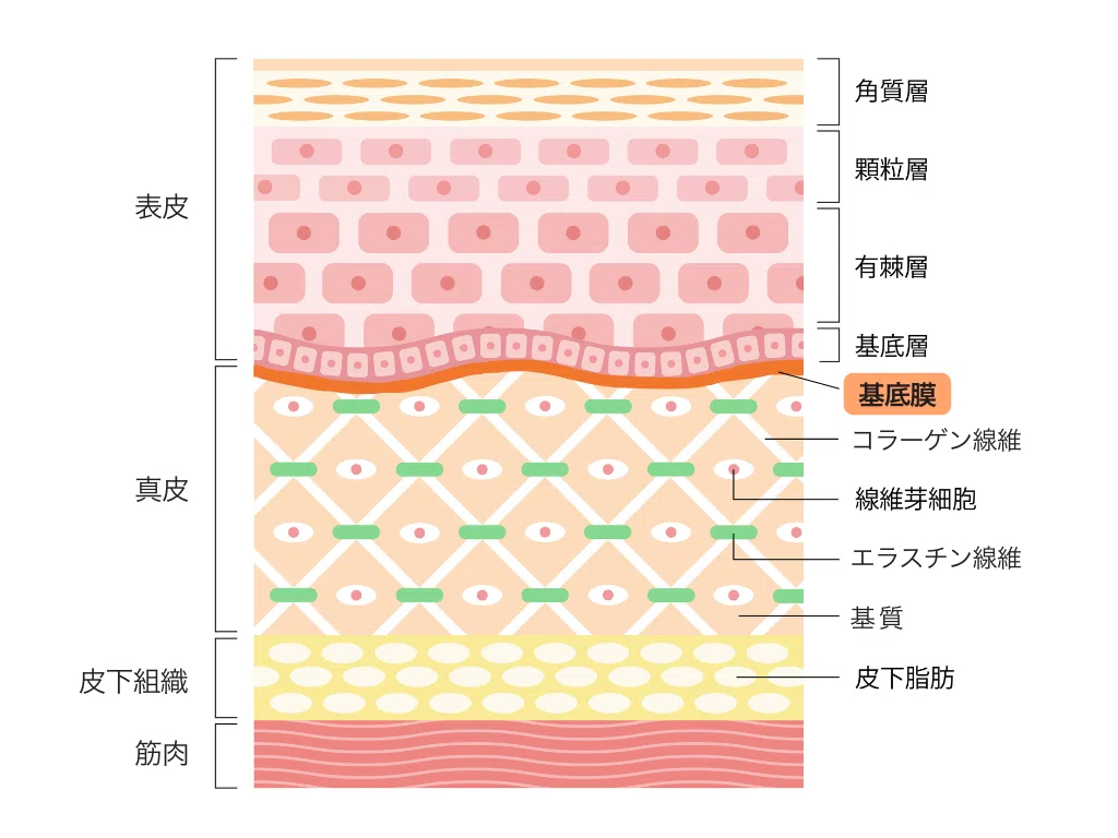 【基礎編：皮膚の構造】スキンケアを選ぶ前に知っておきたい皮膚の構造と役割｜COCO.library