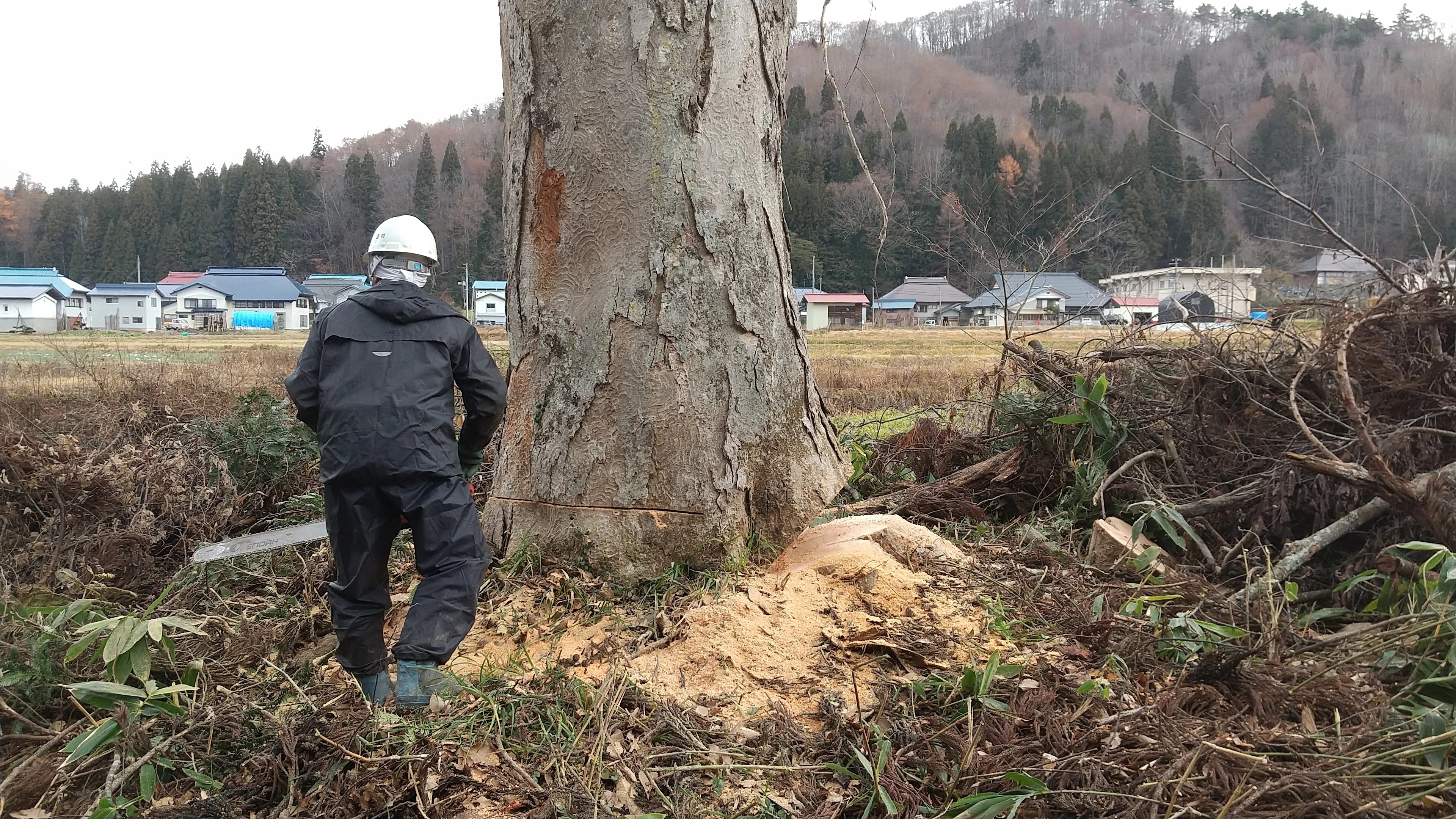 漆・桐サミット2025 11月活動報告：髙鷲 淳一（林業後継者育成）｜柳津