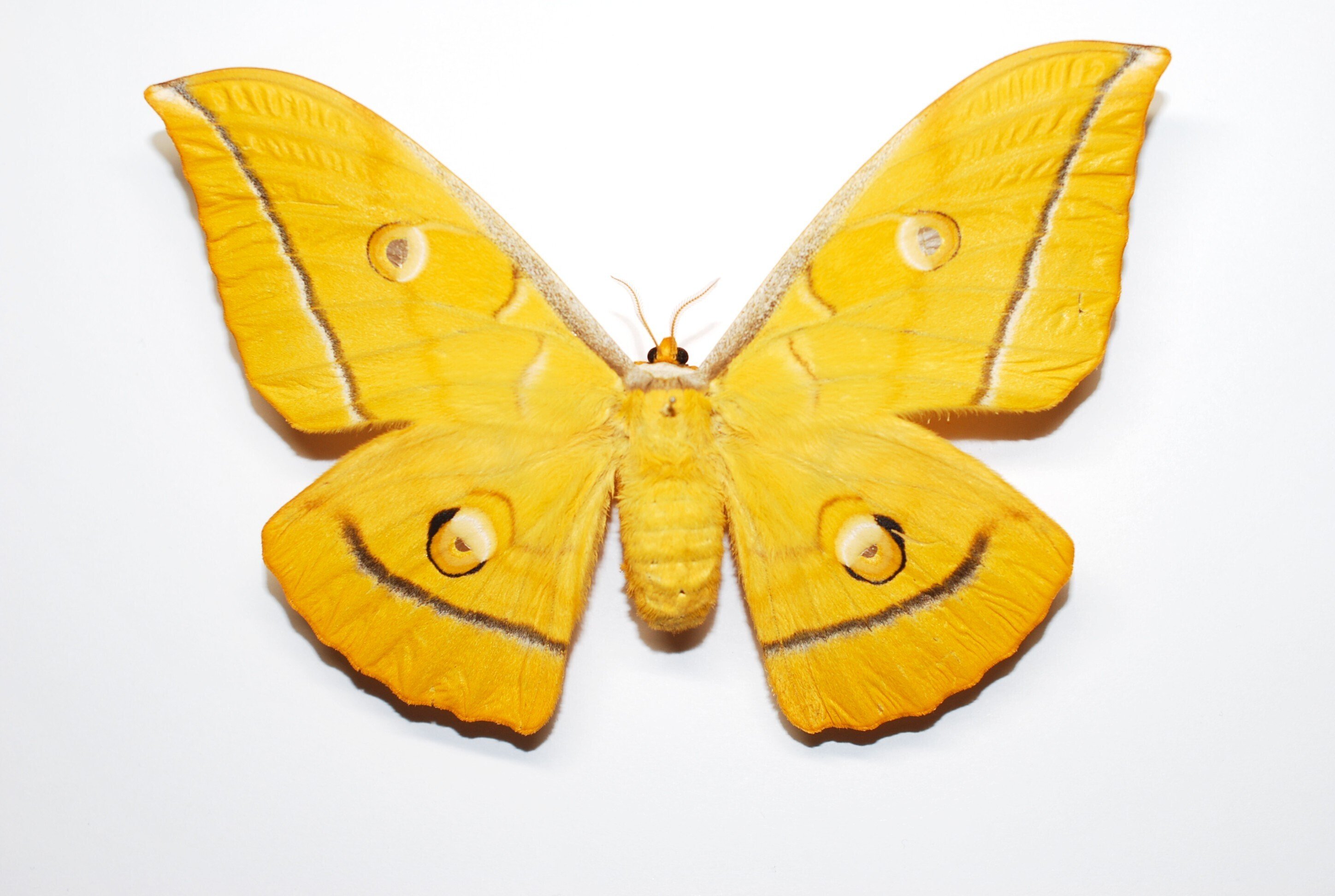 標本箱の中身～ヤママユ,スズメガたち｜h2so4