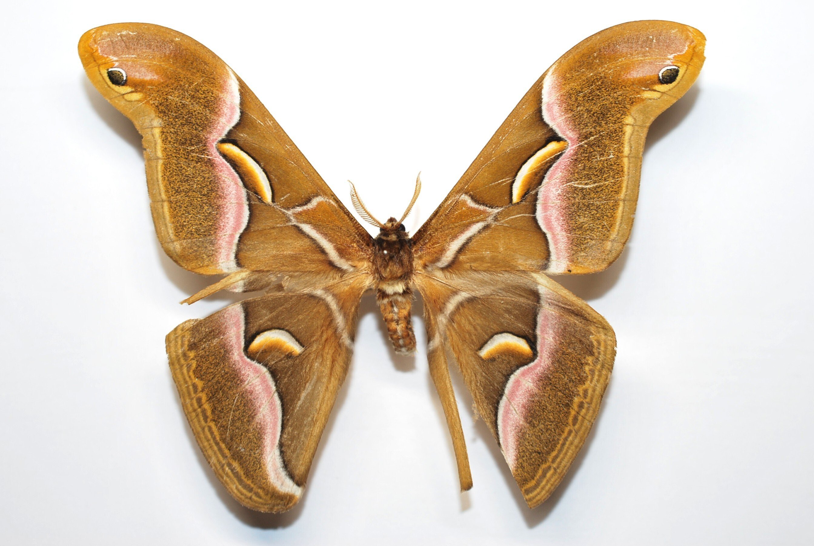 標本箱の中身～ヤママユ,スズメガたち｜h2so4