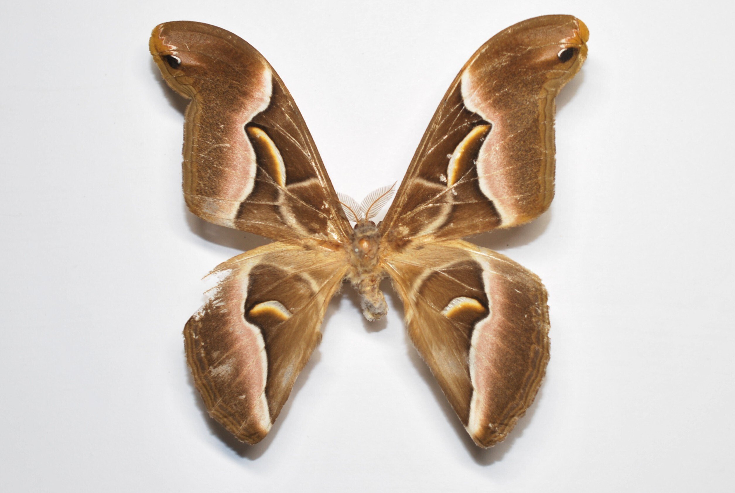 標本箱の中身～ヤママユ,スズメガたち｜h2so4