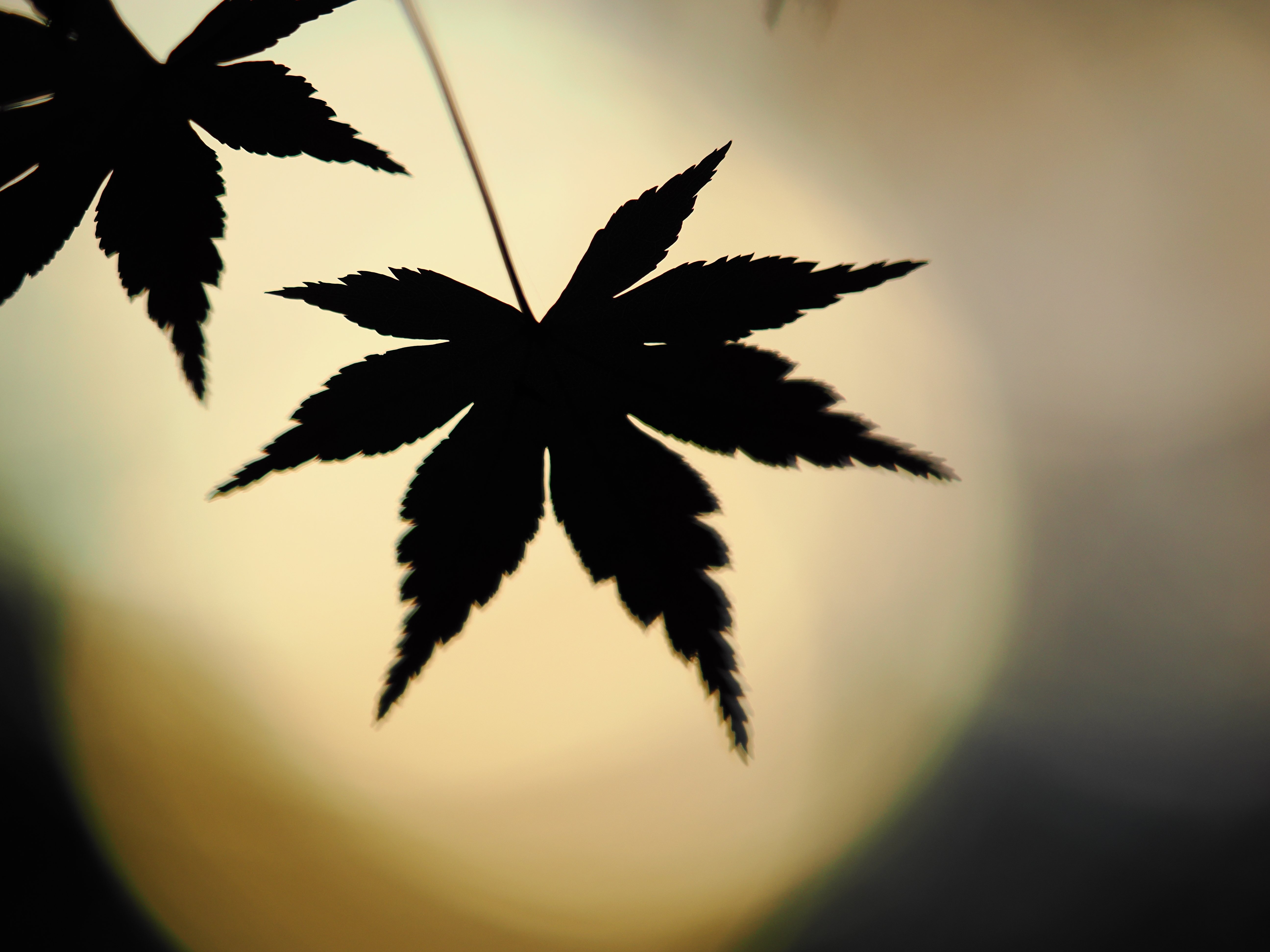 小さな世界をのぞいてみよう！ #09 作品づくりに積極的に活用…「アート