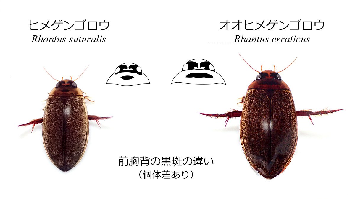 ヒメゲンゴロウとオオヒメゲンゴロウ|Hinata ヒメゲンゴロウとオオヒメゲンゴロウ|Hinata