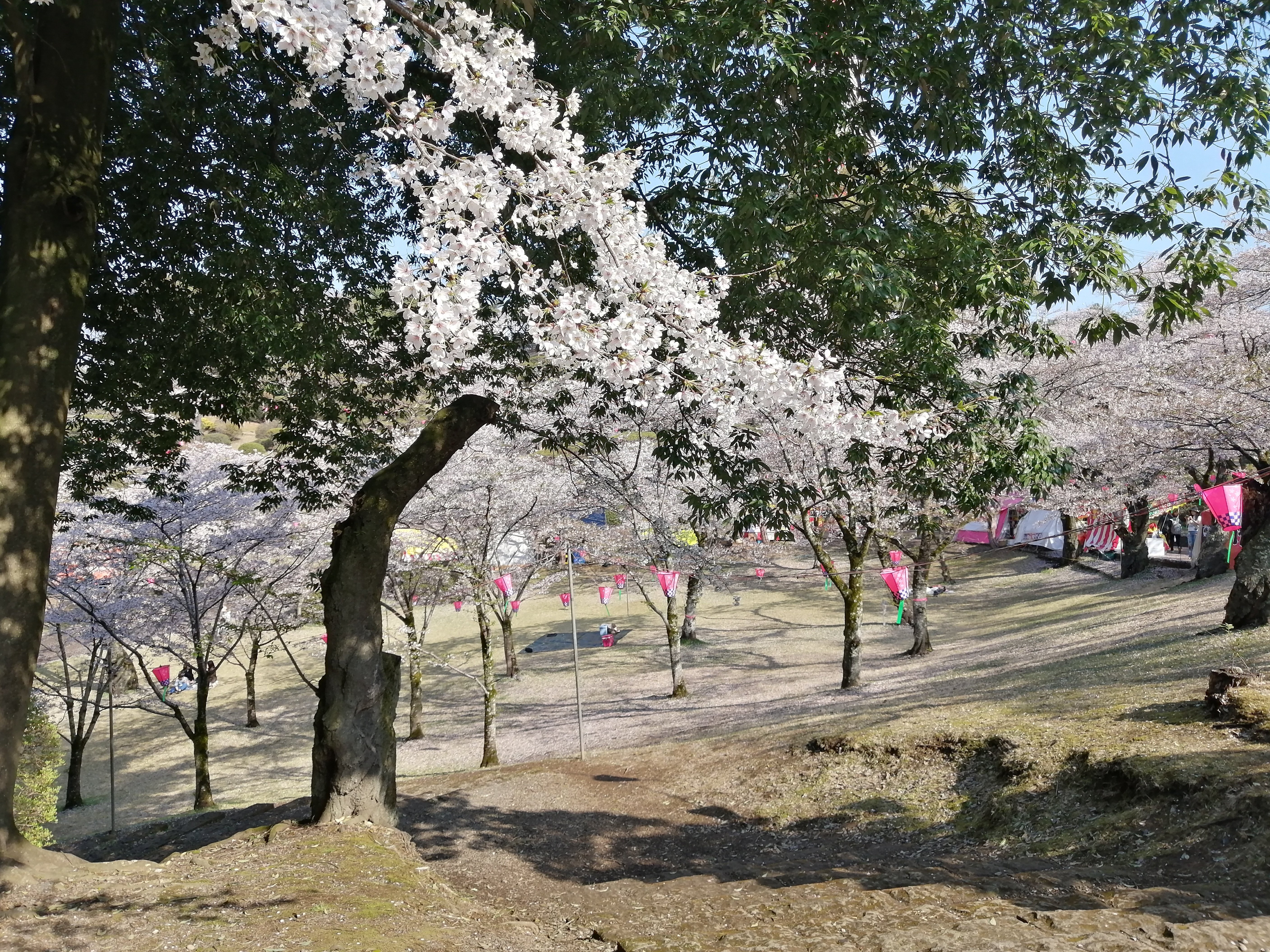 八幡山公園～鹿沼市さつき大通り桜並木～千手山公園～お丸山公園