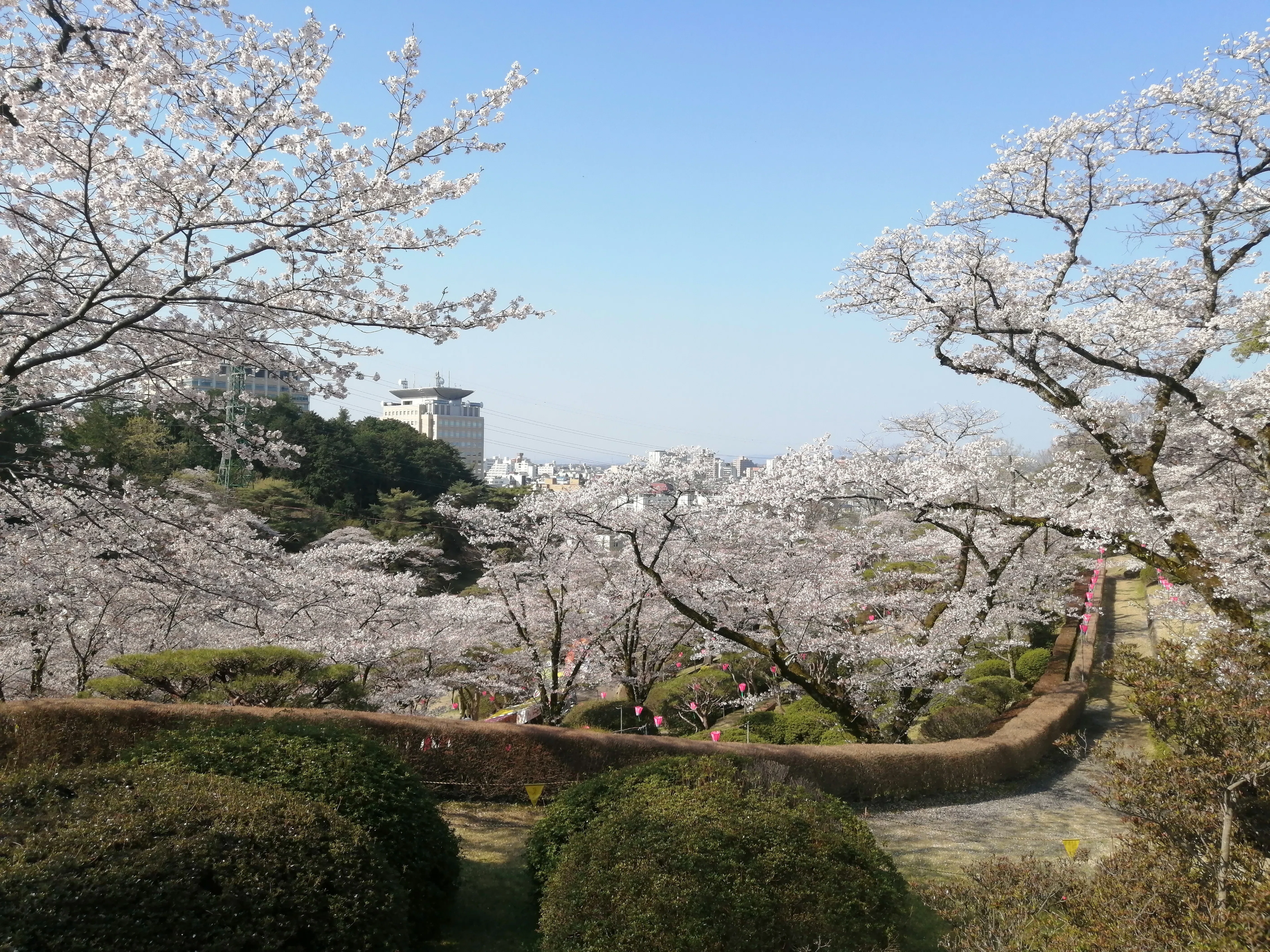八幡山公園～鹿沼市さつき大通り桜並木～千手山公園～お丸山公園