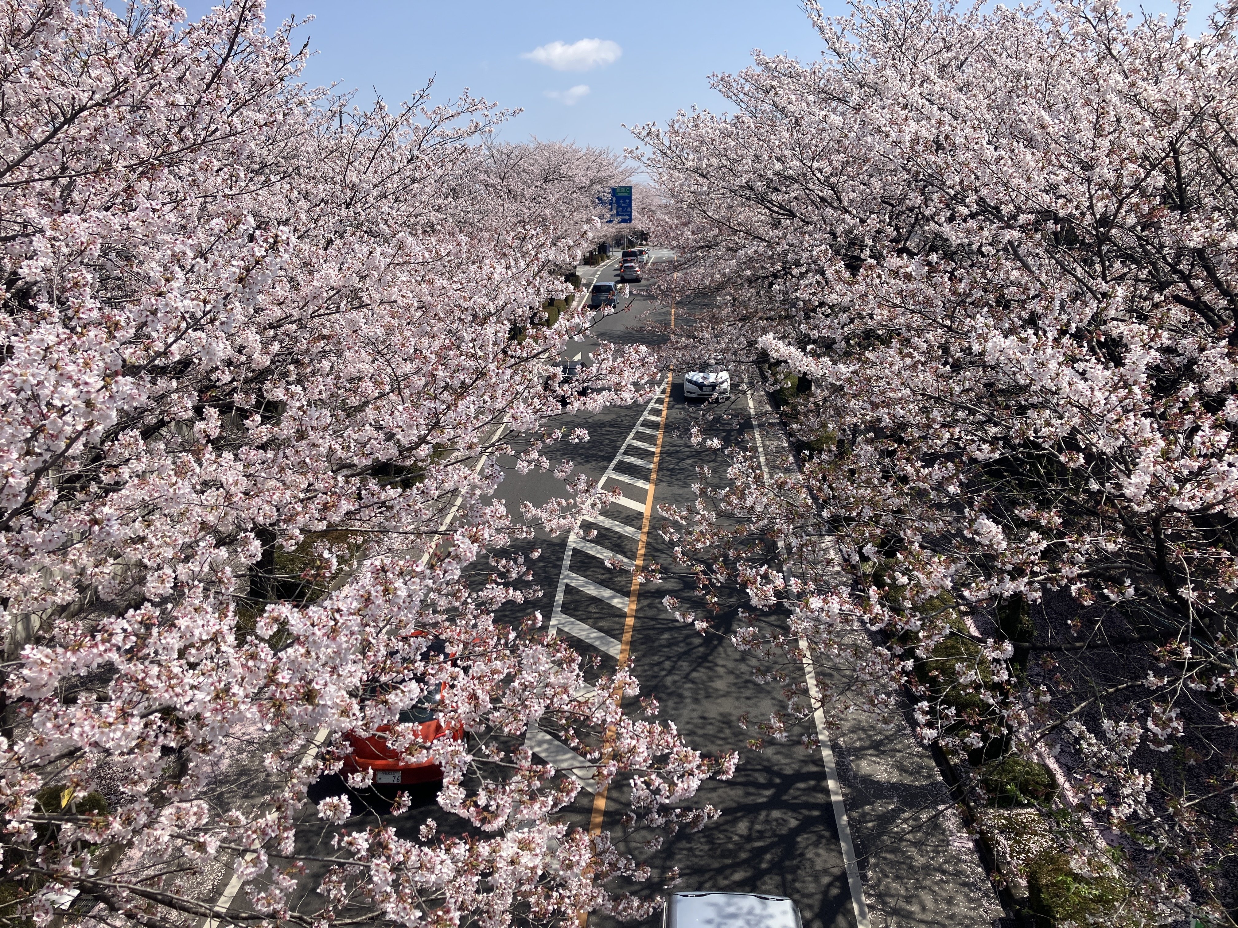 桜 まるっ ❀·°　0908 八幡山公園～鹿沼市さつき大通り桜並木～千手山公園～お丸山公園