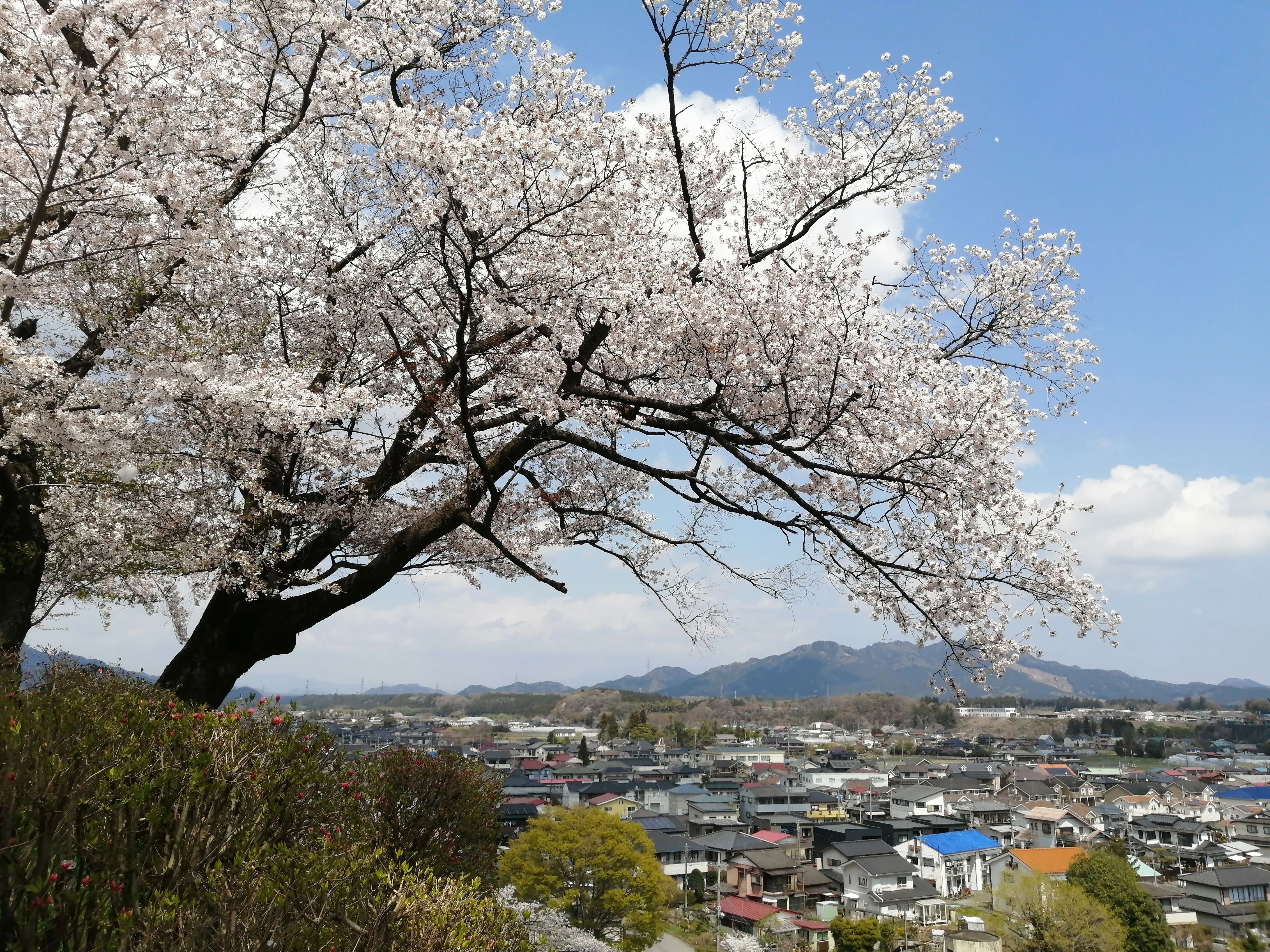 八幡山公園～鹿沼市さつき大通り桜並木～千手山公園～お丸山公園