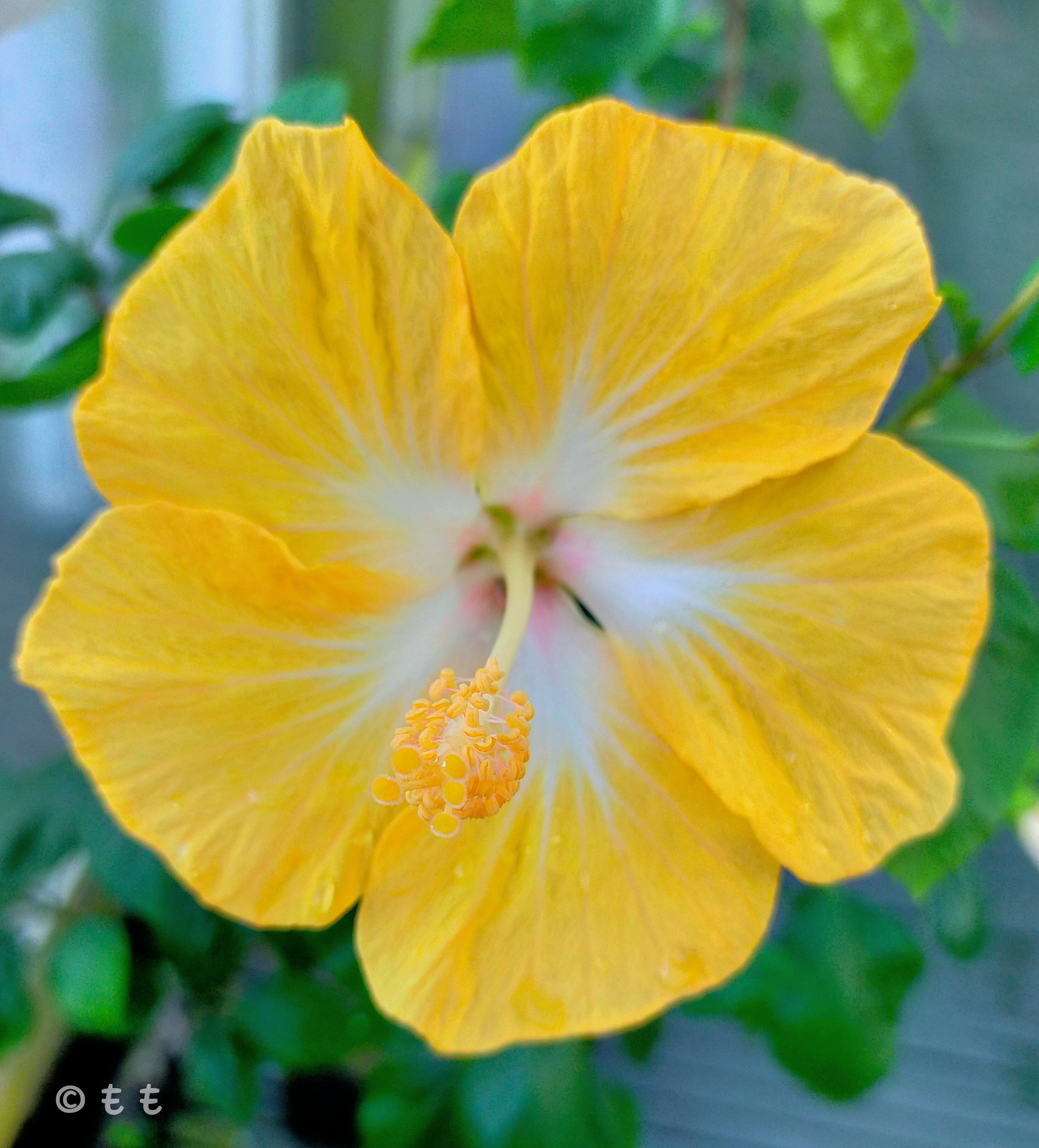 おはようございます(*´︶`*) ぷるツヤの ハイビスカスよ 蘂愛し❀.*・ﾟ