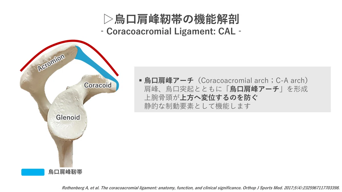 烏口上腕靭帯の機能解剖と徒手療法｜肩関節機能研究会 郷間