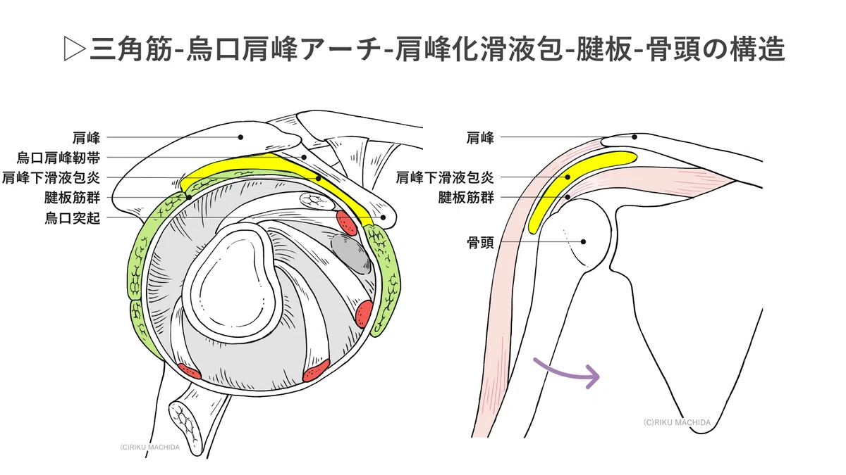烏口上腕靭帯の機能解剖と徒手療法｜肩関節機能研究会 郷間