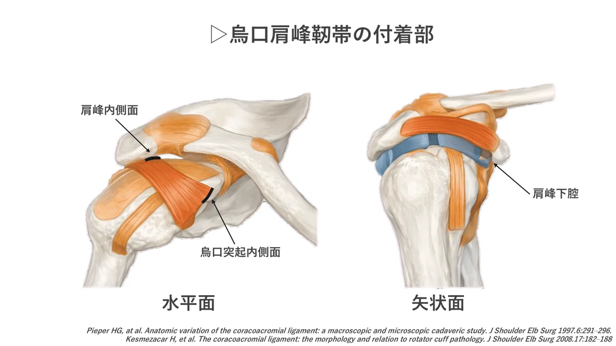 烏口上腕靭帯の機能解剖と徒手療法｜肩関節機能研究会 郷間