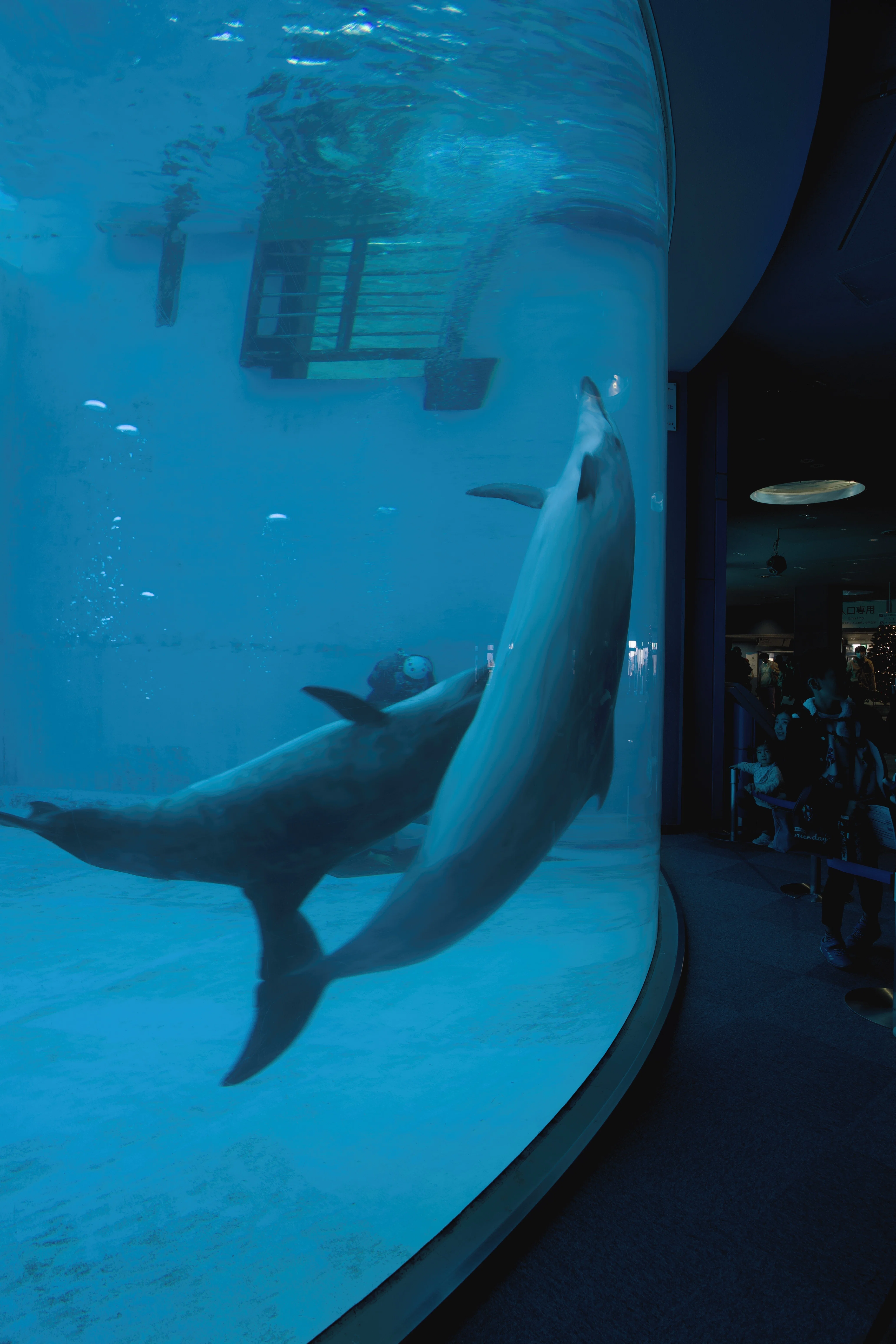 写真 イルカショー SONY α6700での撮影記録vol.4-【名古屋港水族館編】｜けんのすけ1030