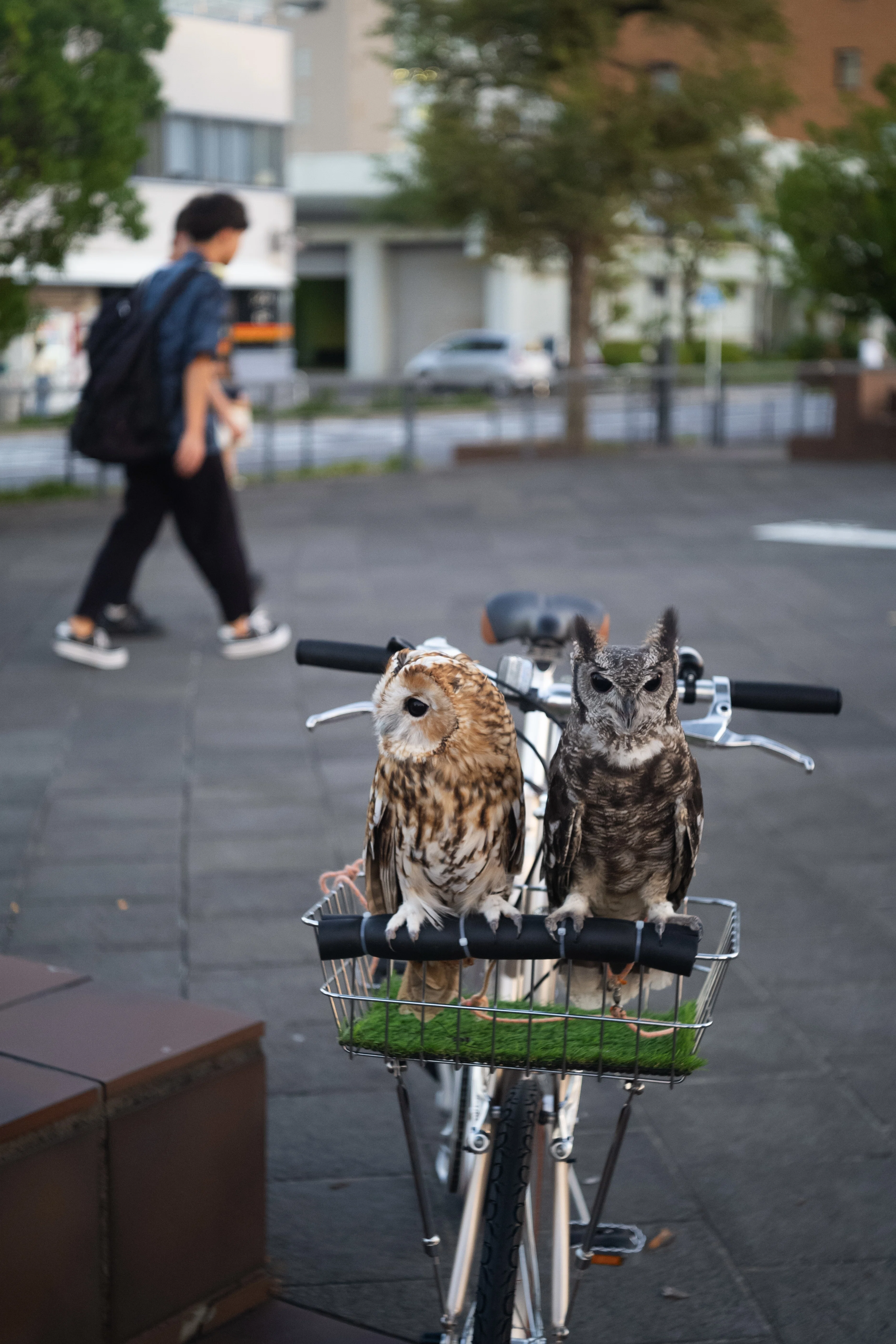 あなたのカメラの鷲の目『Carl Zeiss Jena Tessar 5cm f3.5』｜masato