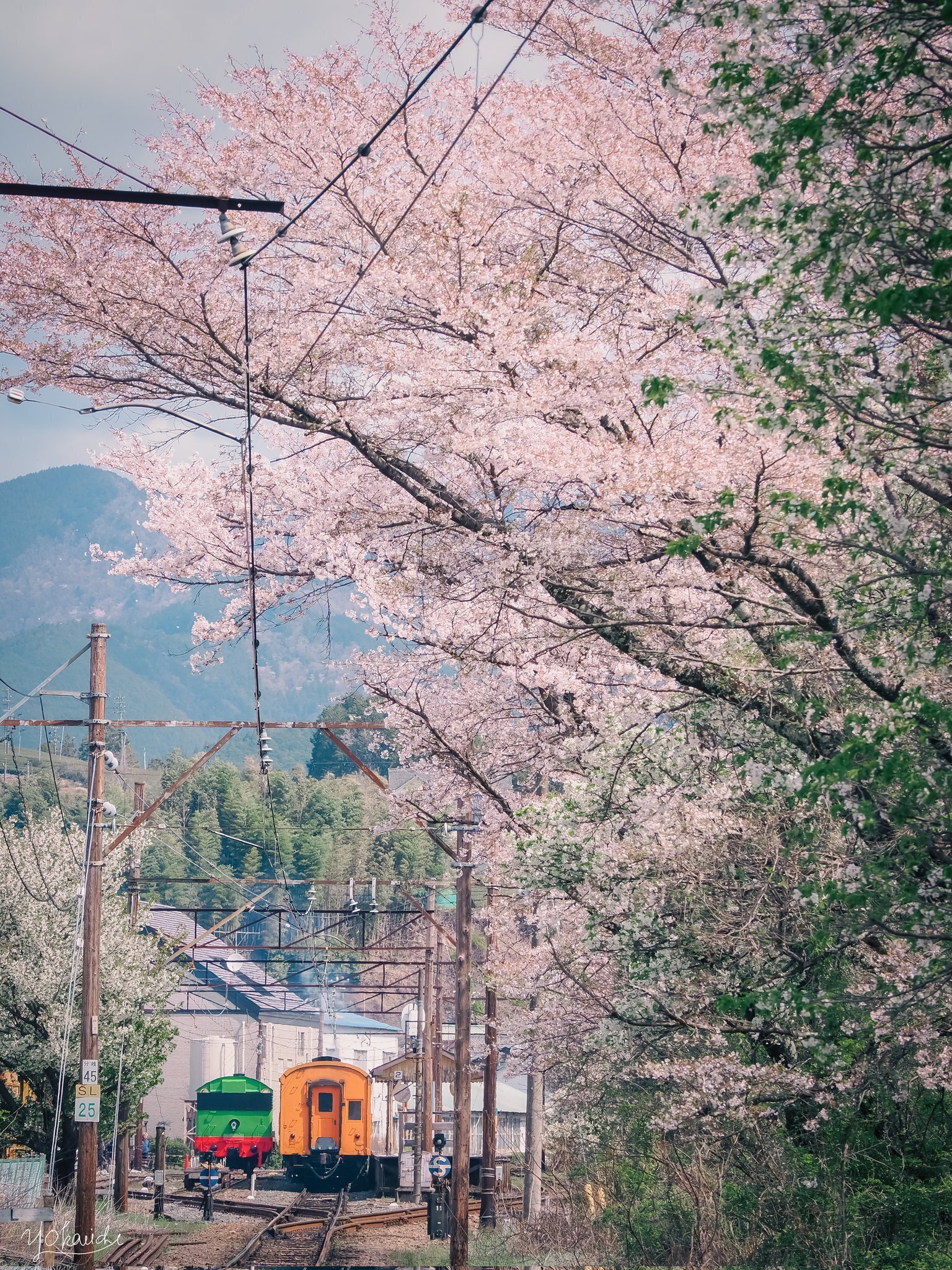 大井川鉄道のオレンジ客車を撮るのは楽しい｜YujiOkauchi