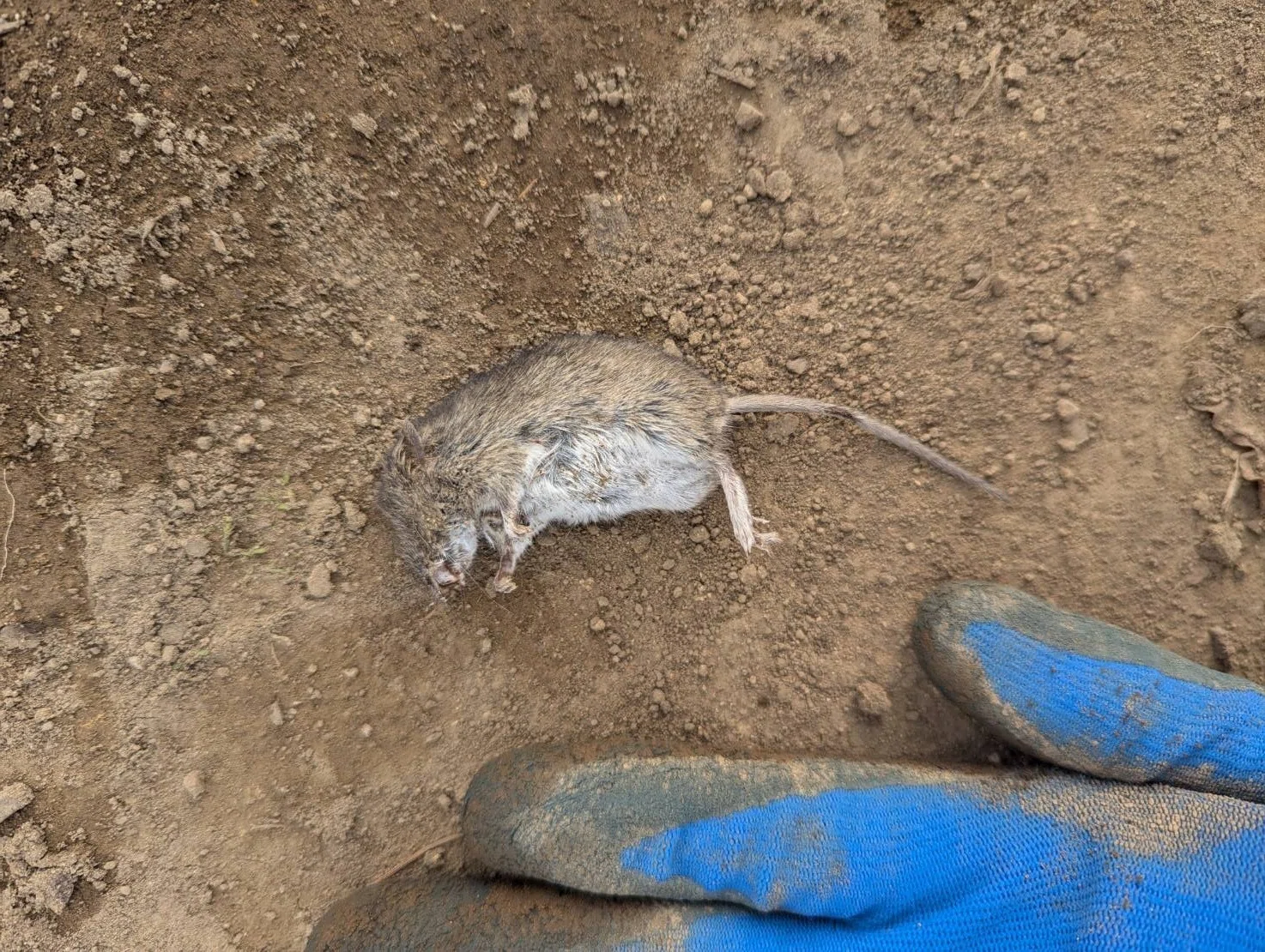ネズミ ねずみの家を破壊した話｜くまぐす