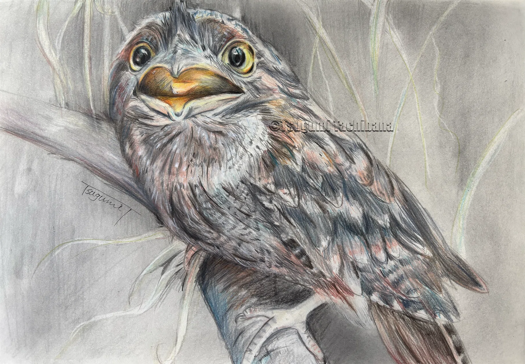 鳥の絵を載せるだけの日 30｜橘鶫TachibanaTsugumi