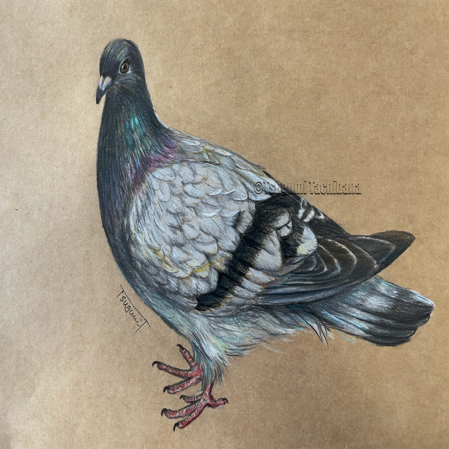 鳥の絵を載せるだけの日 30｜橘鶫TachibanaTsugumi