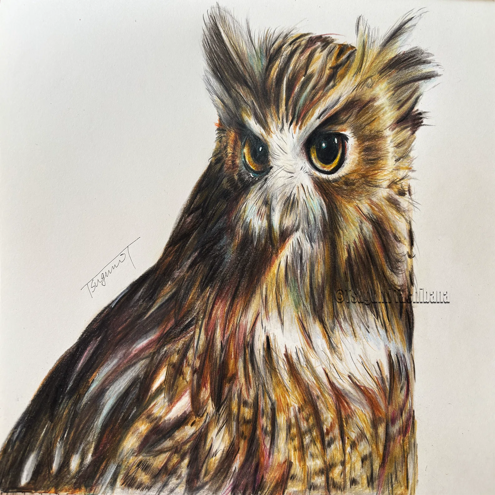 鳥の絵を載せるだけの日 30｜橘鶫TachibanaTsugumi