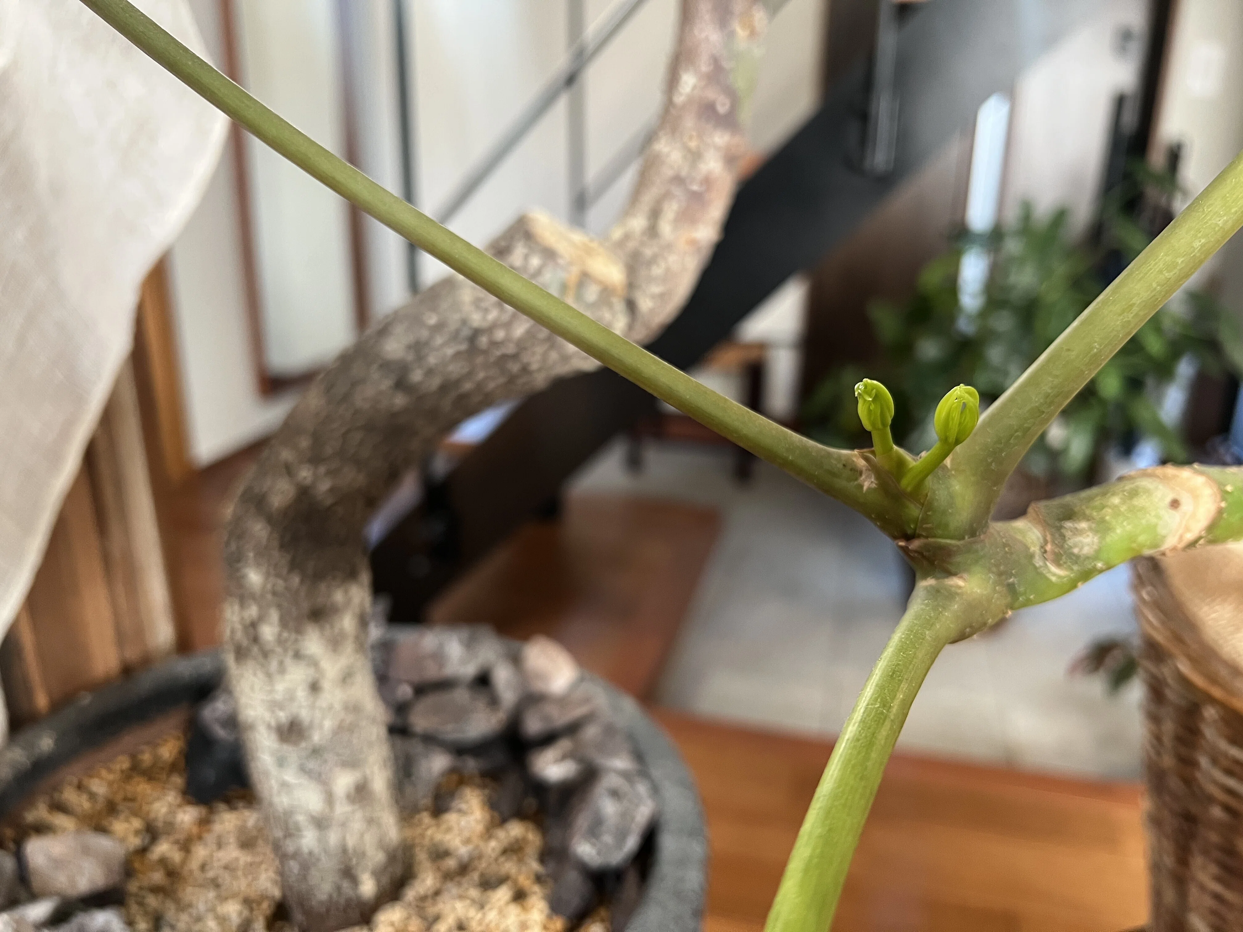 80鉢の冬越し｜我が家の観葉植物ニュース｜himekuri365