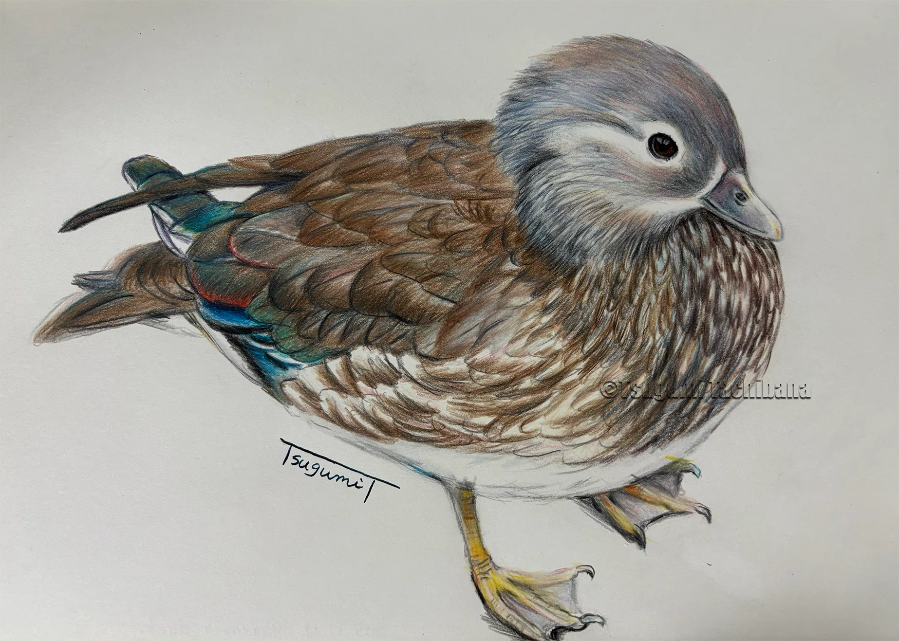 鳥の絵を載せるだけの日 30｜橘鶫TachibanaTsugumi