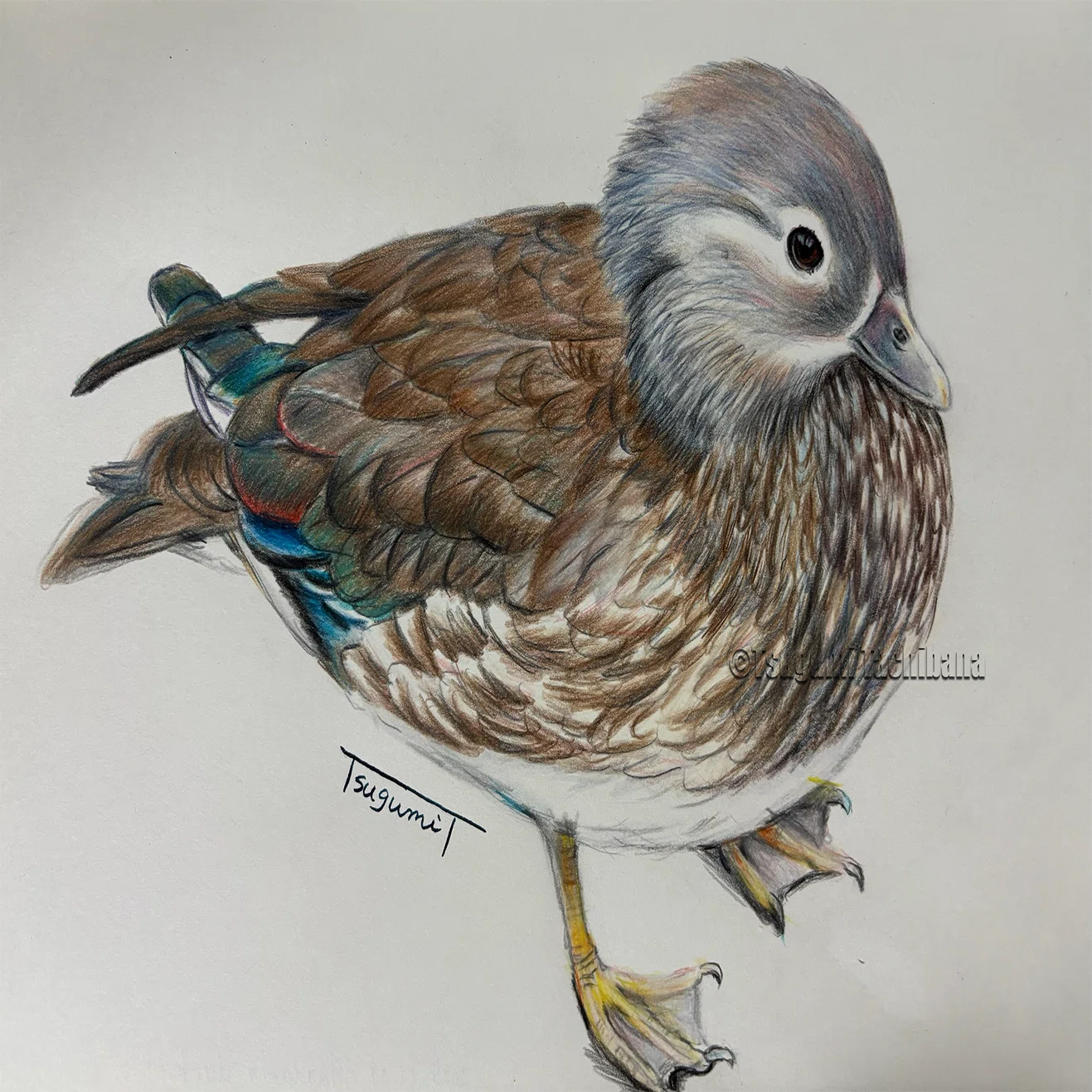 鳥の絵を載せるだけの日 30｜橘鶫TachibanaTsugumi