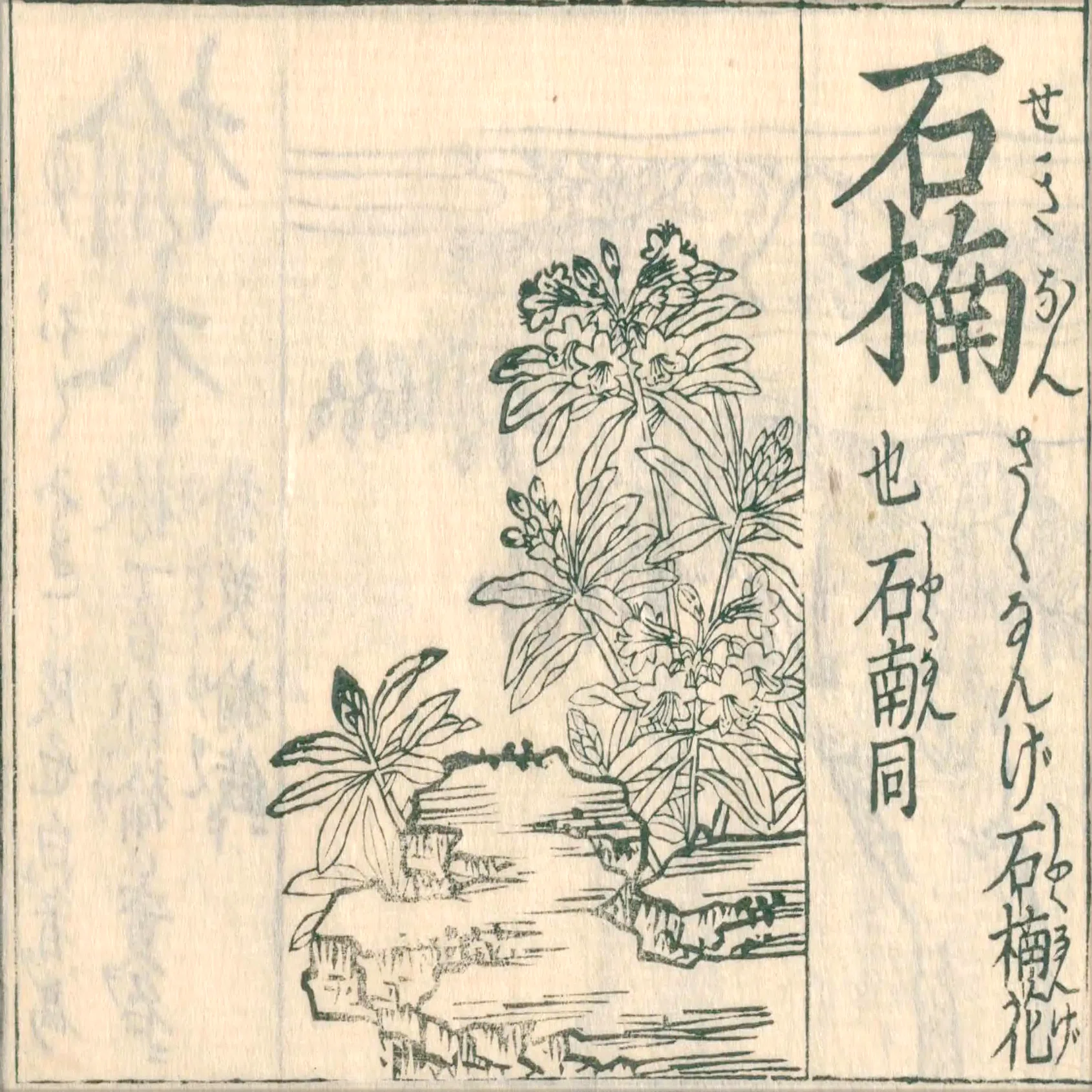 195．江戸前期のツツジ図譜｜sasayan