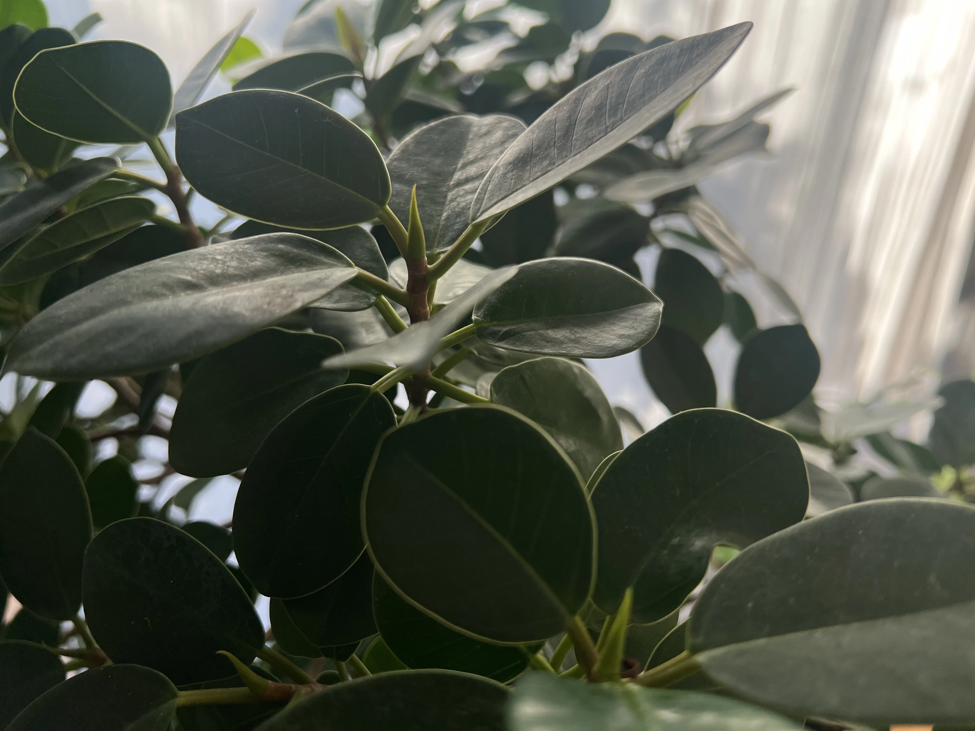 80鉢の冬越し｜我が家の観葉植物ニュース｜himekuri365