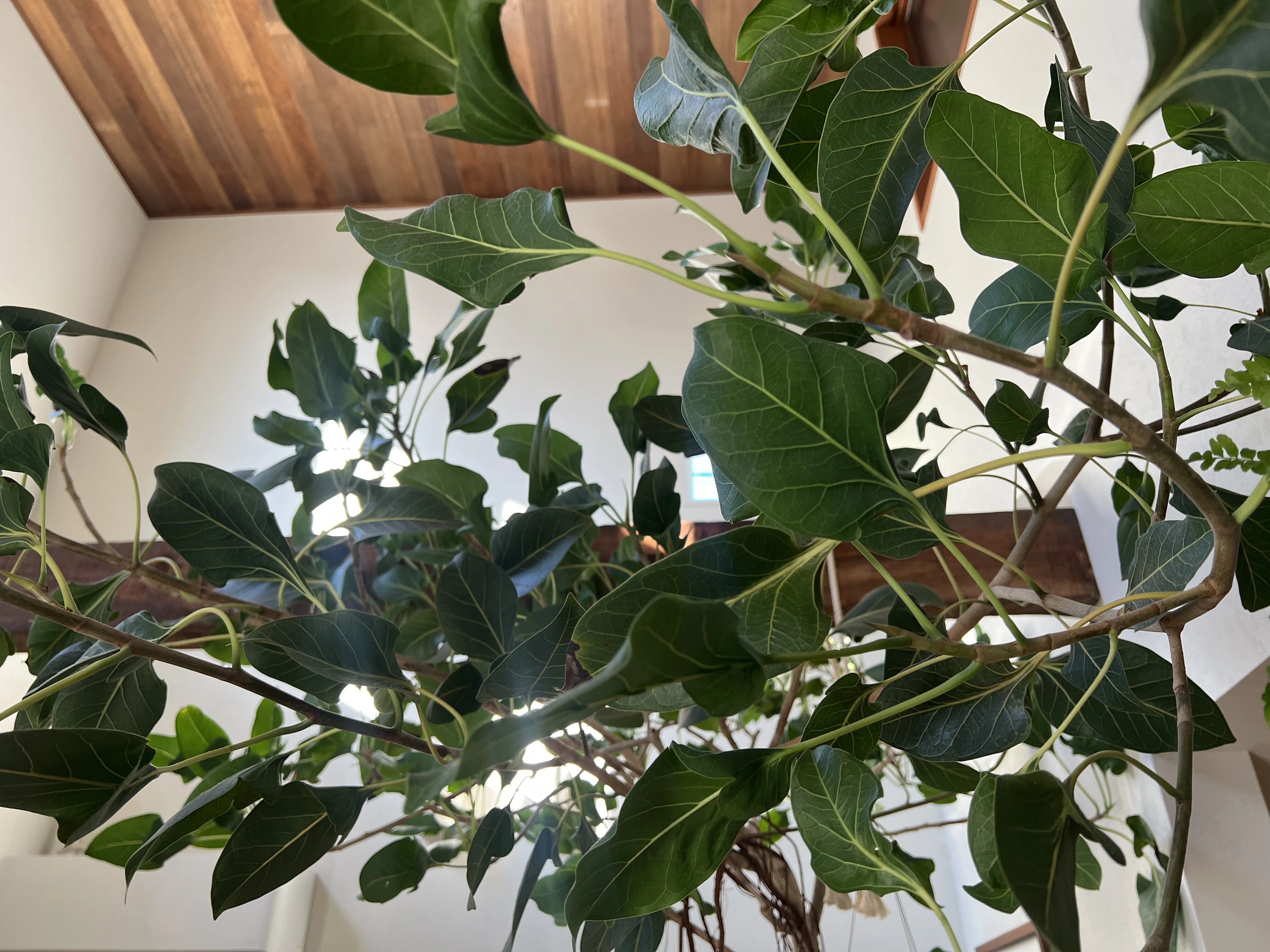 80鉢の冬越し｜我が家の観葉植物ニュース｜himekuri365
