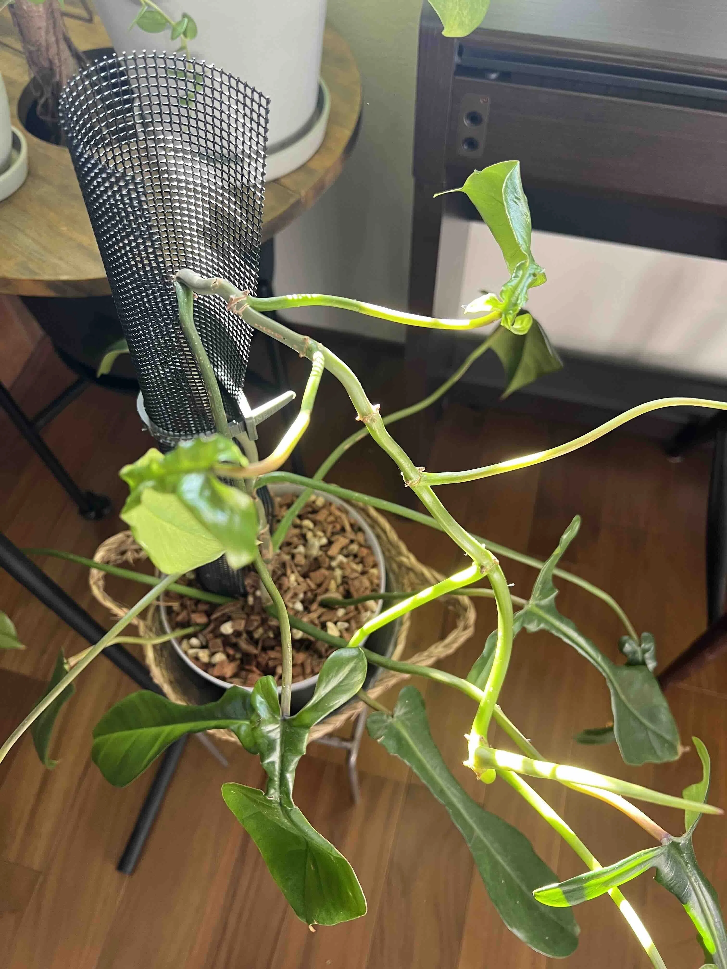 80鉢の冬越し｜我が家の観葉植物ニュース｜himekuri365