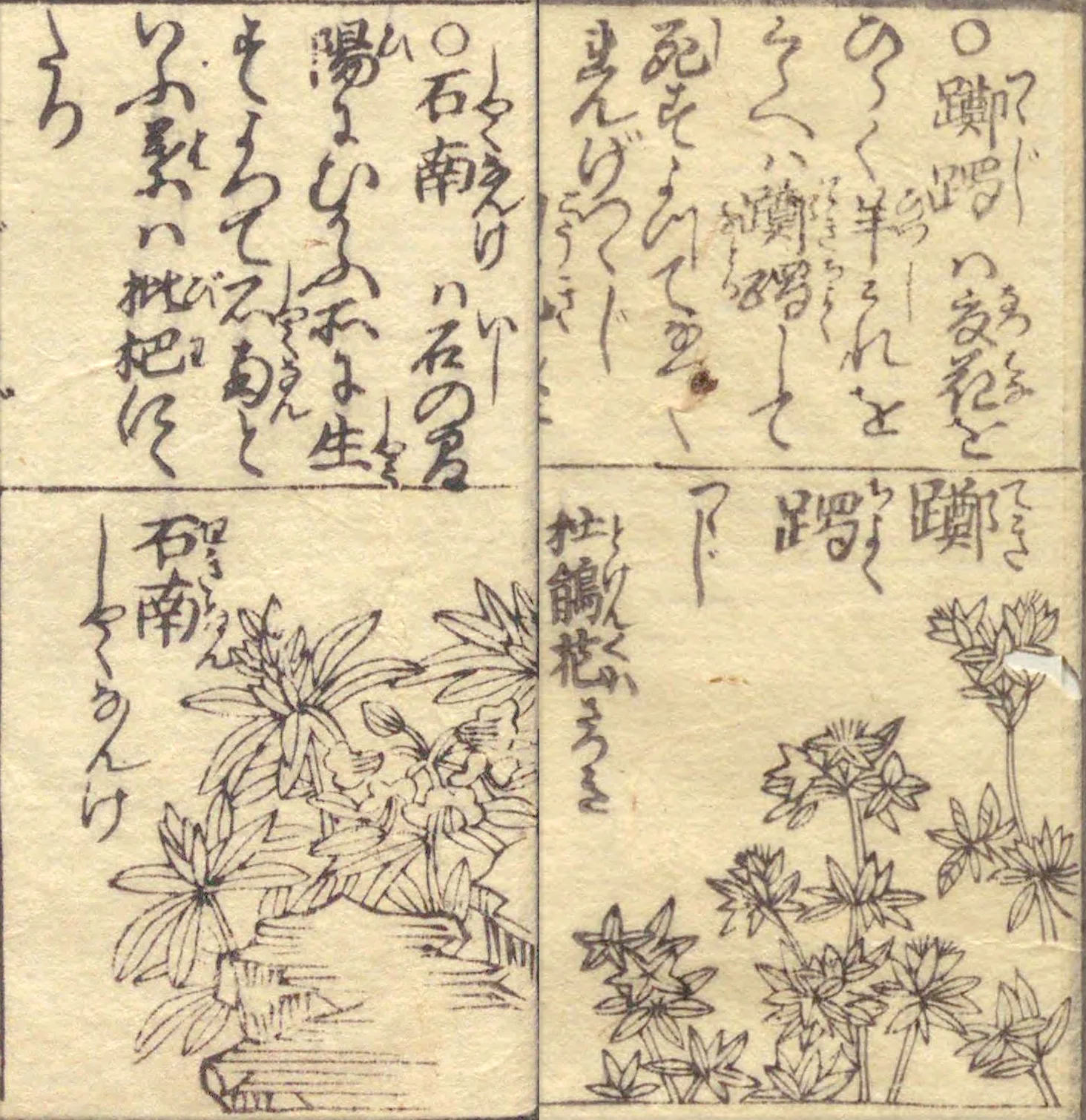 超貴重 頭書増補 訓蒙図彙大成 絵入り 全10冊揃い 江戸時代中期 1789年 195．江戸前期のツツジ図譜｜sasayan