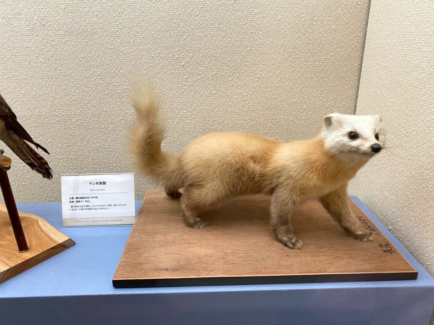 キジ・イタチ剥製（各2,000円）