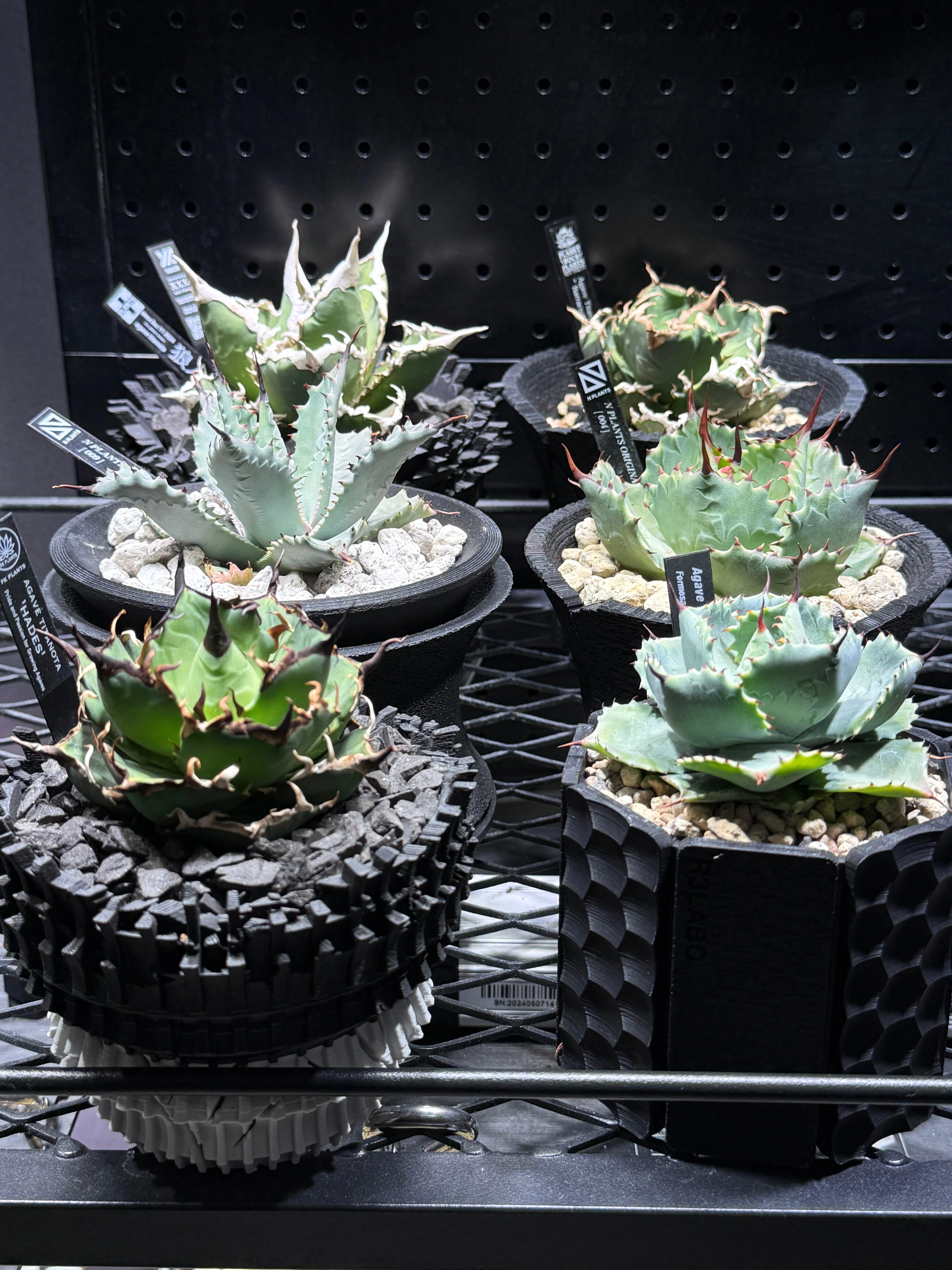 育てている珍奇な植物をまとめてみる|koba 育てている珍奇な植物をまとめてみる|koba