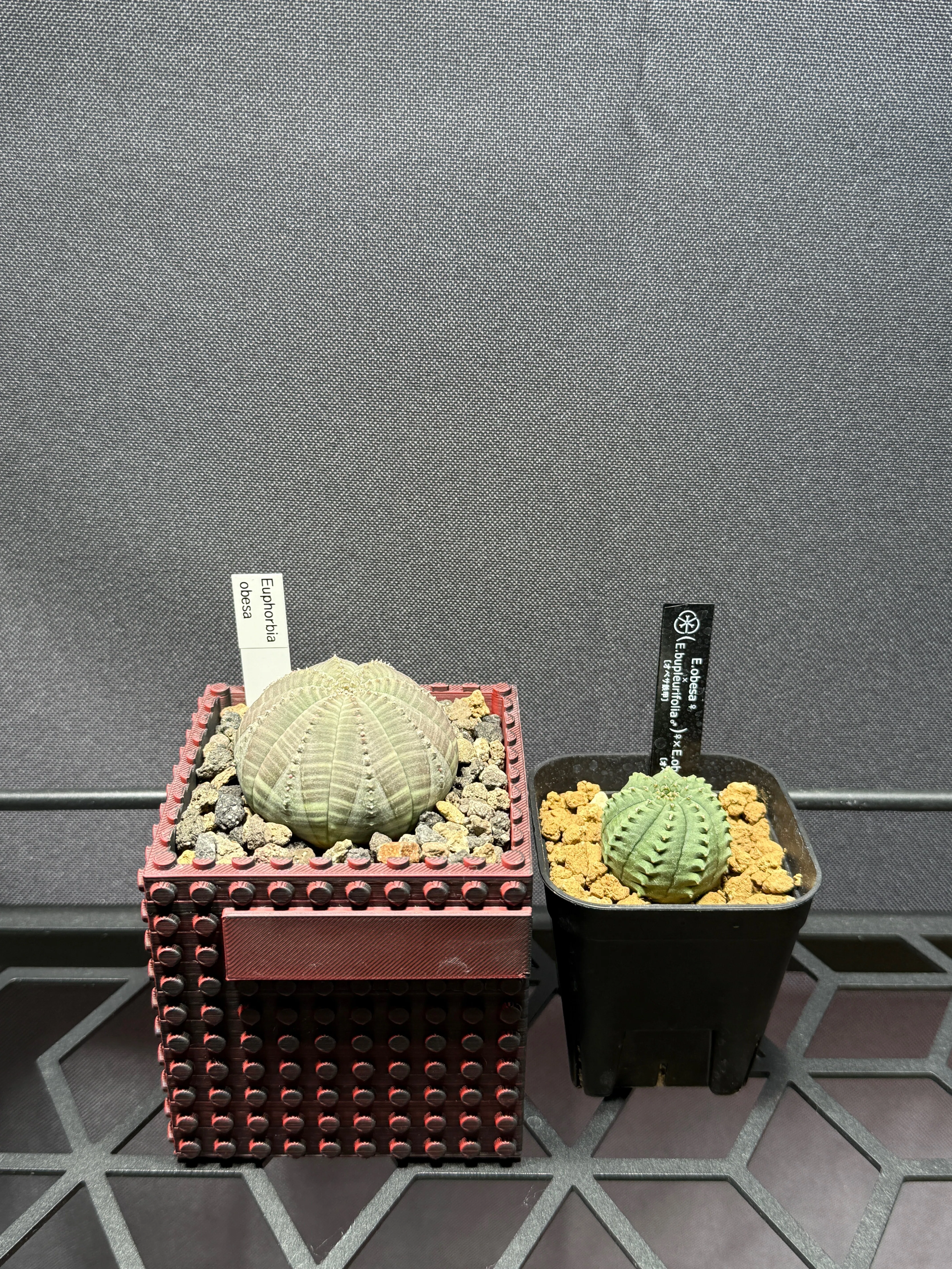 育てている珍奇な植物をまとめてみる｜koba