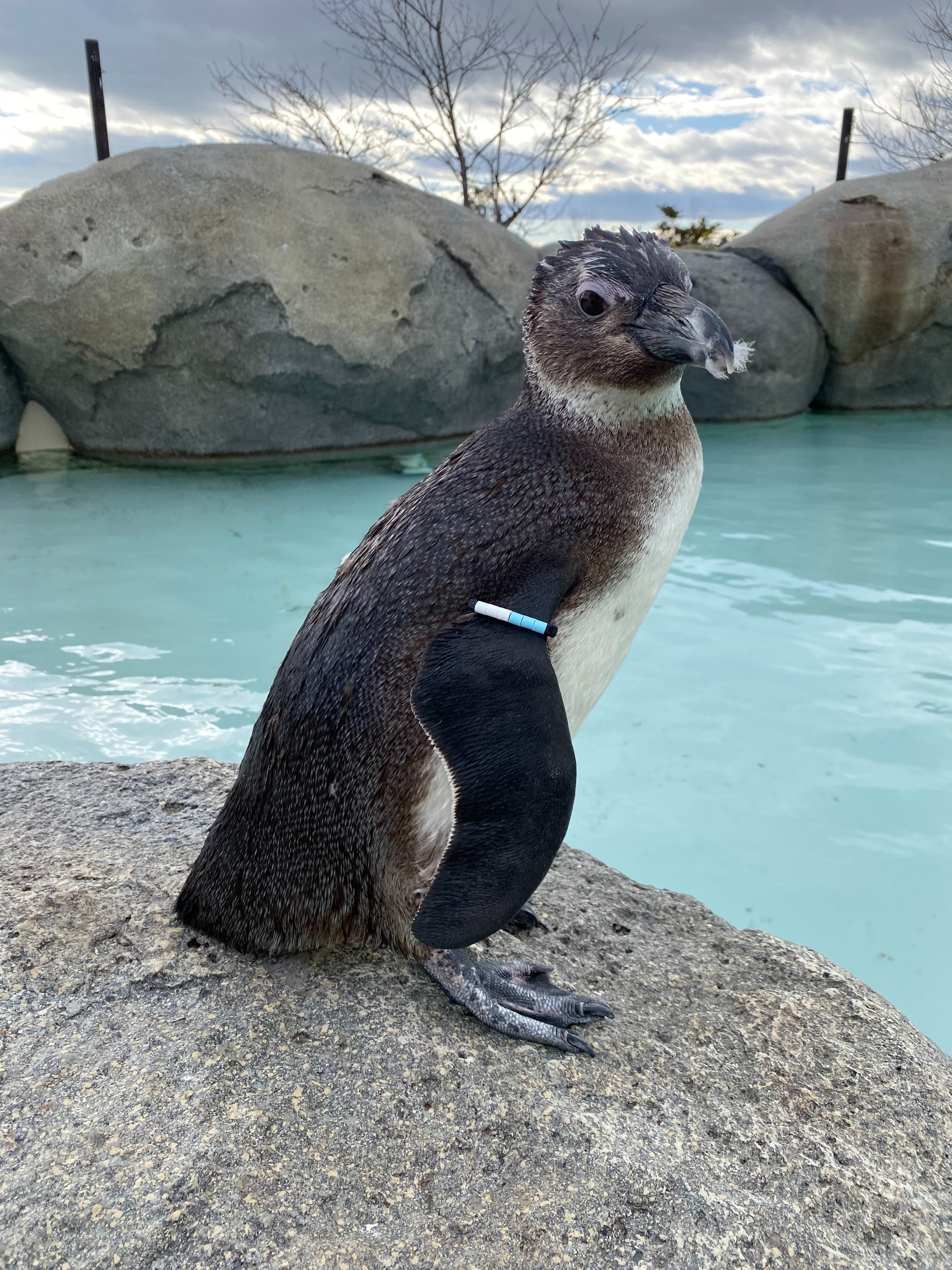 ペンギン、 子どもペンギンズ命名！｜仙台うみの杜水族館