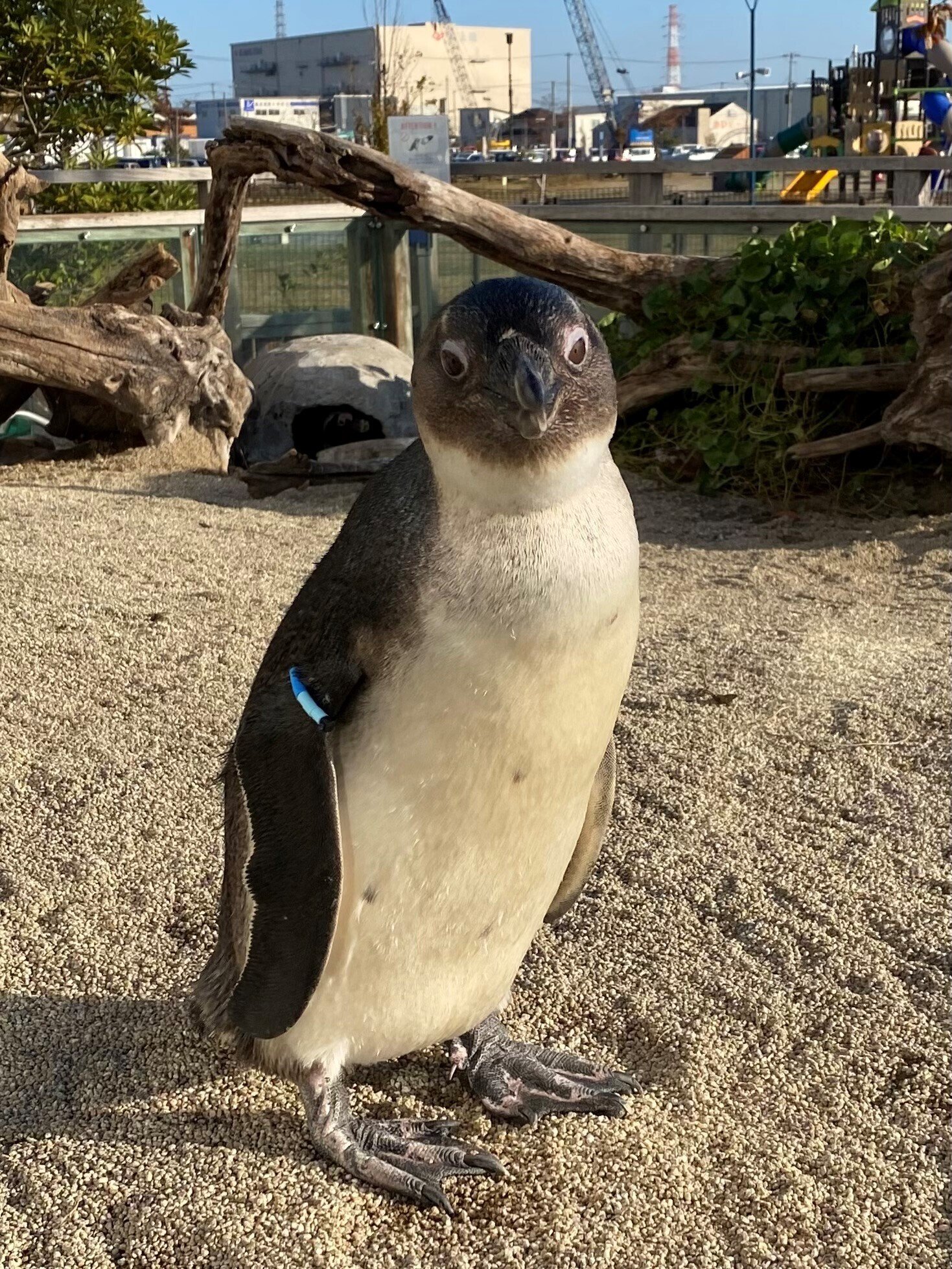 ペンギン、 子どもペンギンズ命名！｜仙台うみの杜水族館