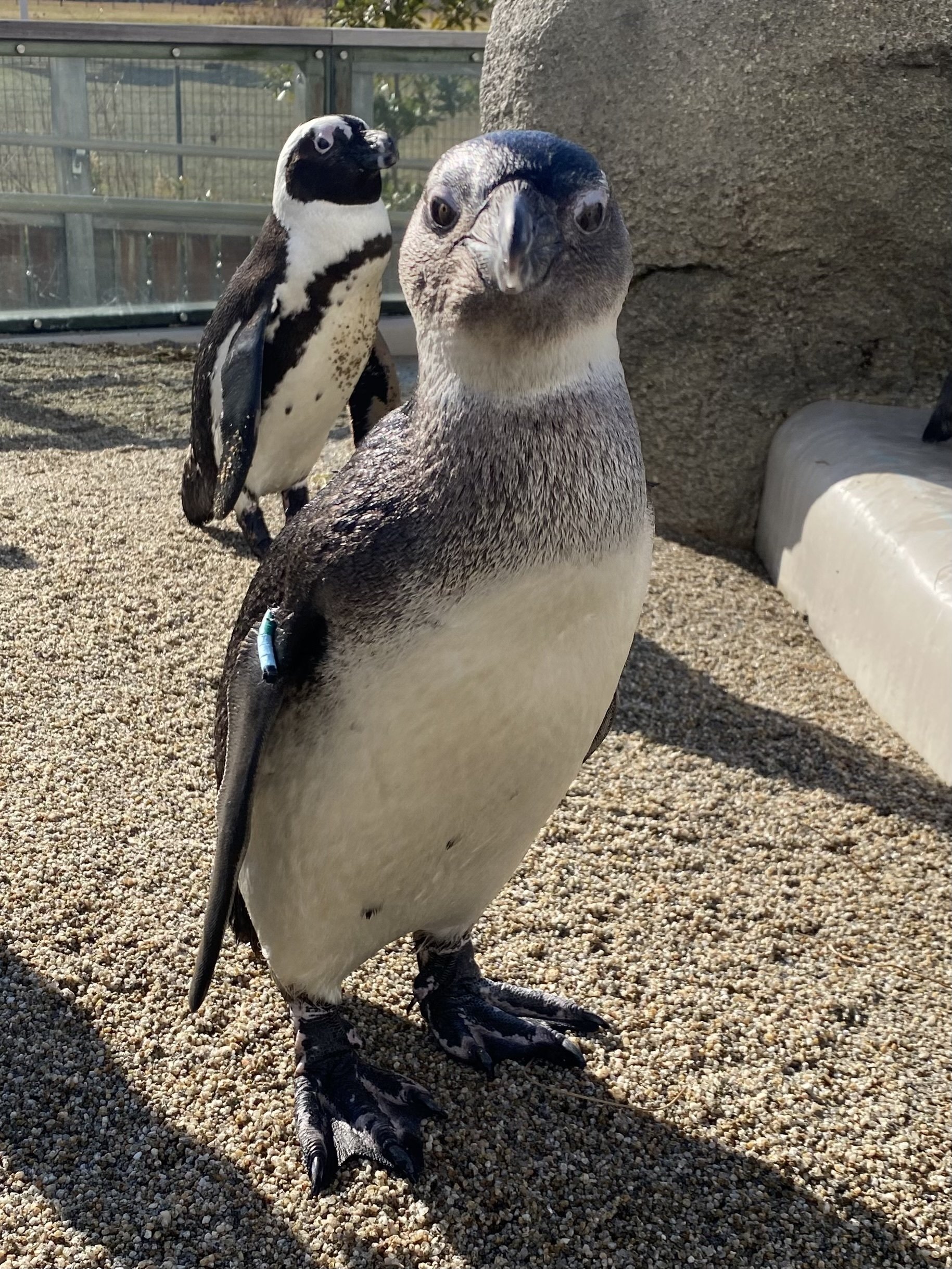 ペンギン、 子どもペンギンズ命名！｜仙台うみの杜水族館