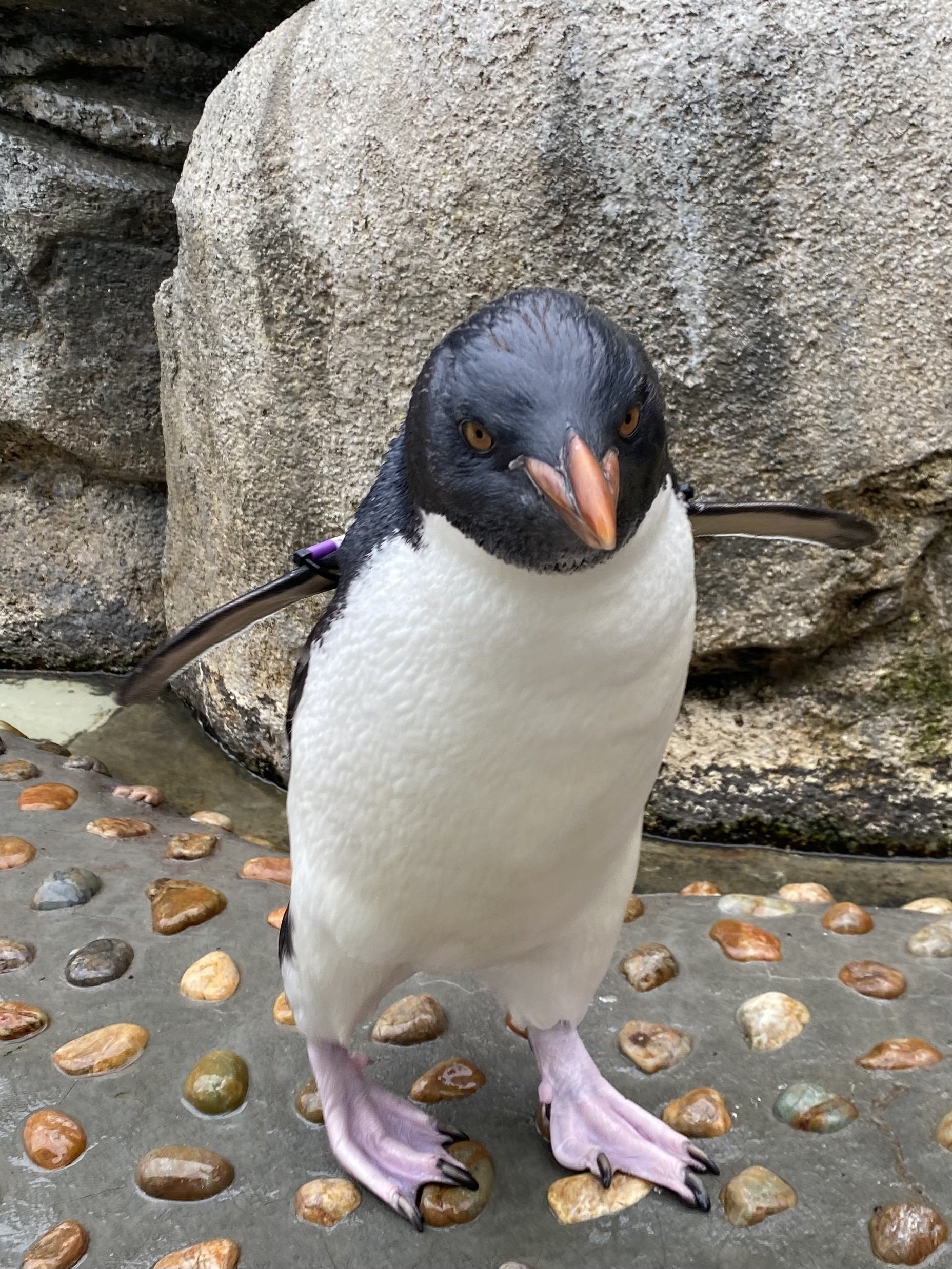 ペンギン、 子どもペンギンズ命名！｜仙台うみの杜水族館