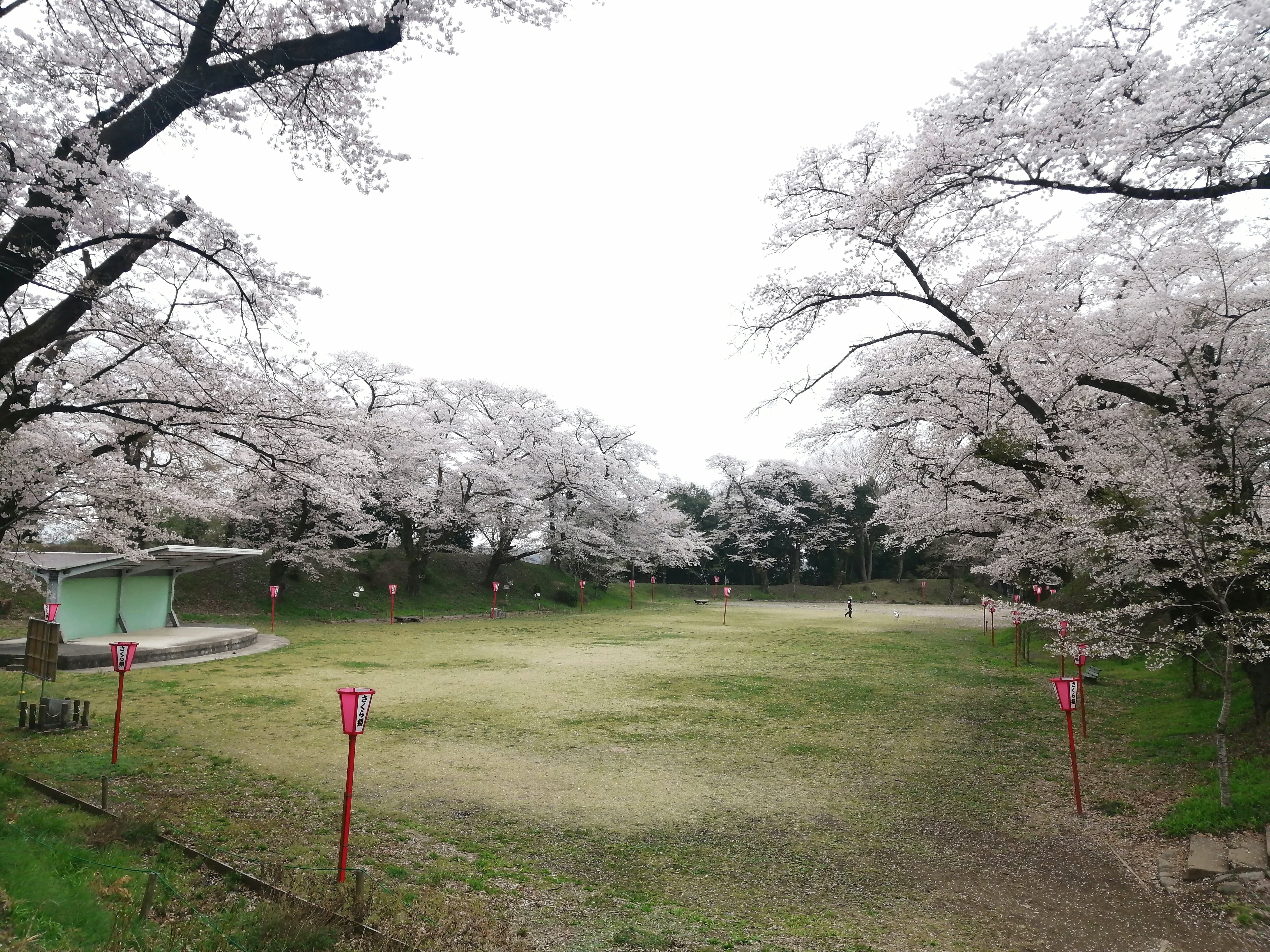 大田原城～乃木神社～烏ヶ森公園～黒磯公園～三春滝桜【桜旅行2025-26