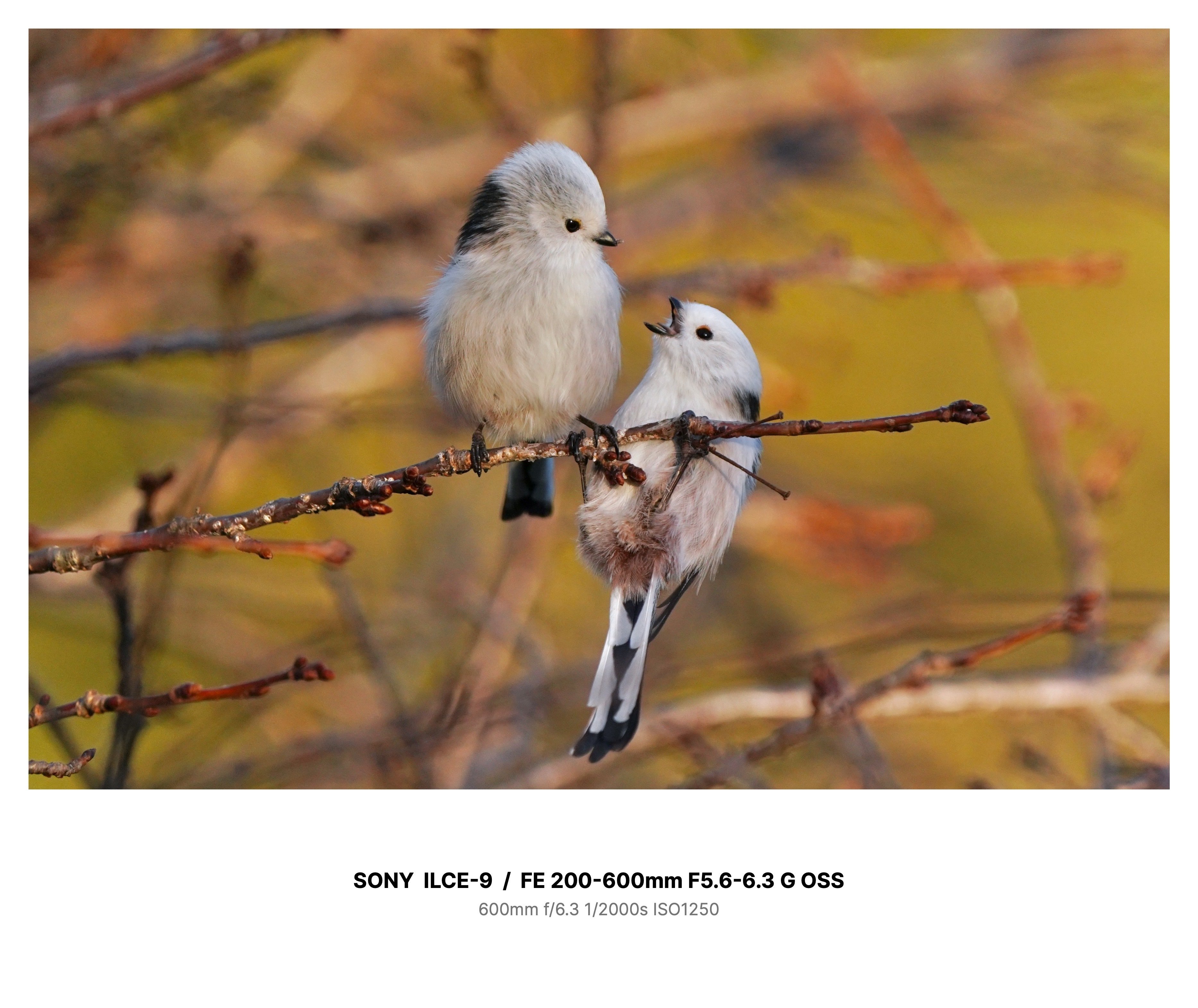 新品　小鳥なな　生写真　２枚セット Amazon | KATO 1/87 水鳥 6-606 ジオラマ用品 | 鉄道模型 通販