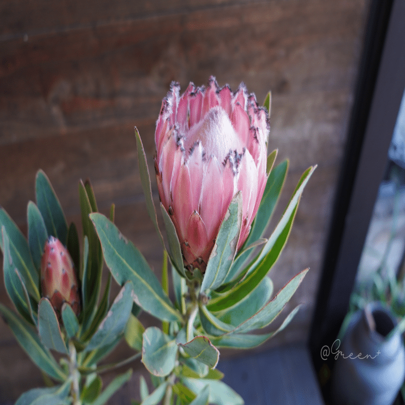 保存版】プロテア品種一覧 - クイーン系 -｜G⁺