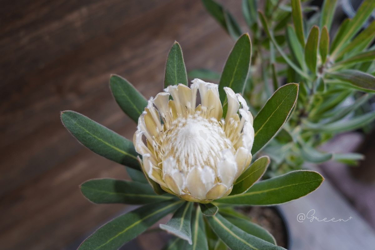 保存版】プロテア品種一覧 - クイーン系 -｜G⁺