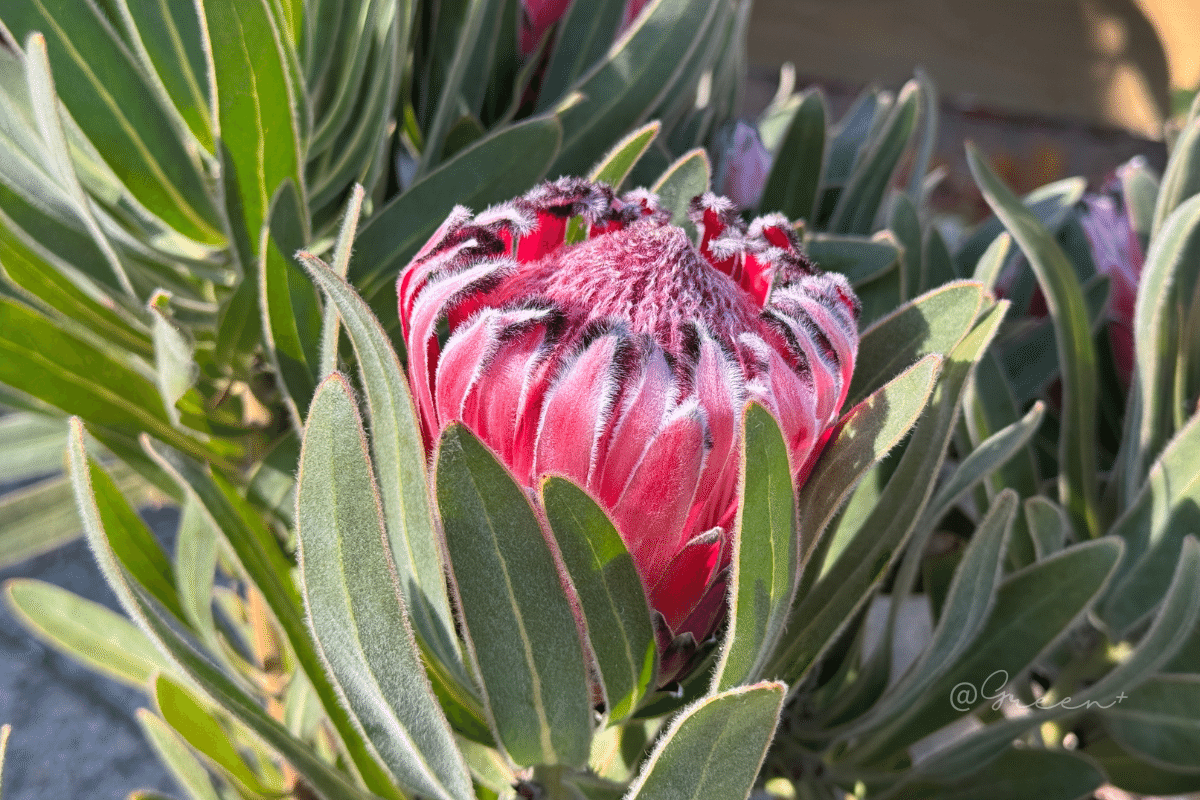 保存版】プロテア品種一覧 - クイーン系 -｜G⁺