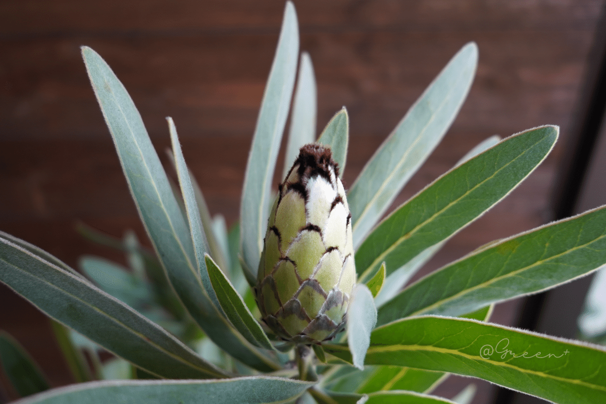 保存版】プロテア品種一覧 - クイーン系 -｜G⁺