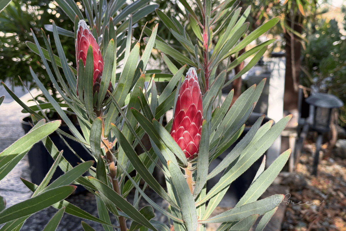 保存版】プロテア品種一覧 - クイーン系 -｜G⁺