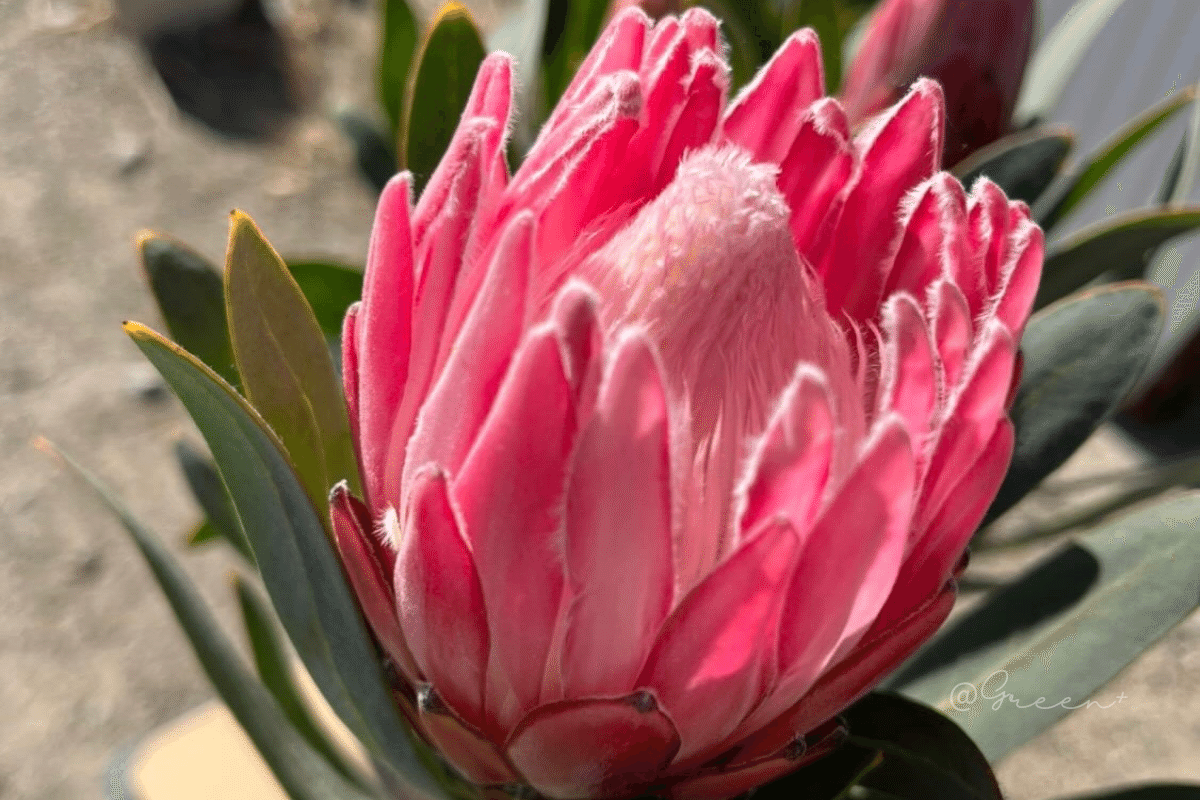 保存版】プロテア品種一覧 - クイーン系 -｜G⁺